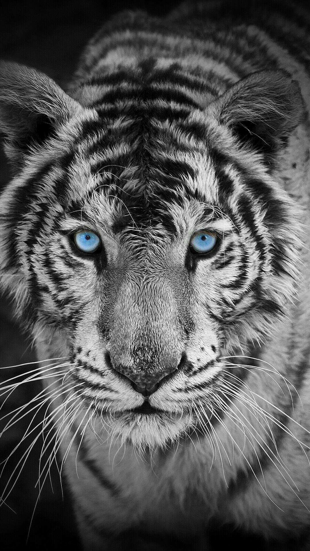 White Tiger Wallpapers