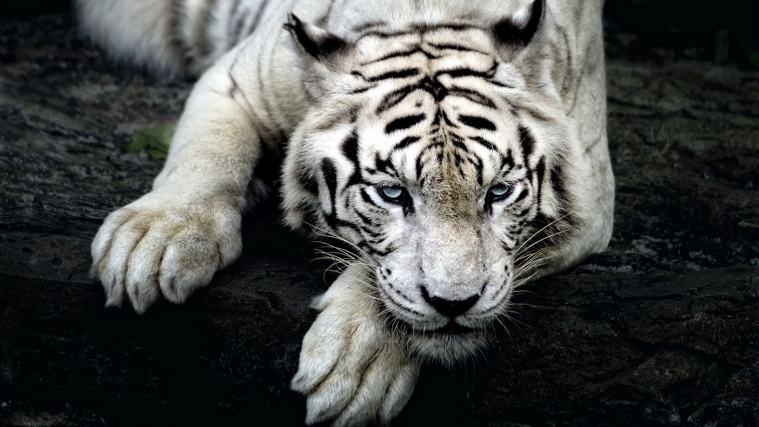 White Tiger Wallpapers