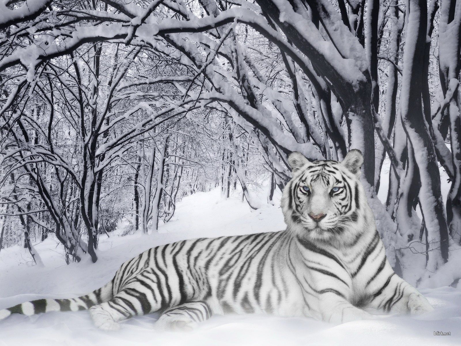 White Tiger Wallpapers