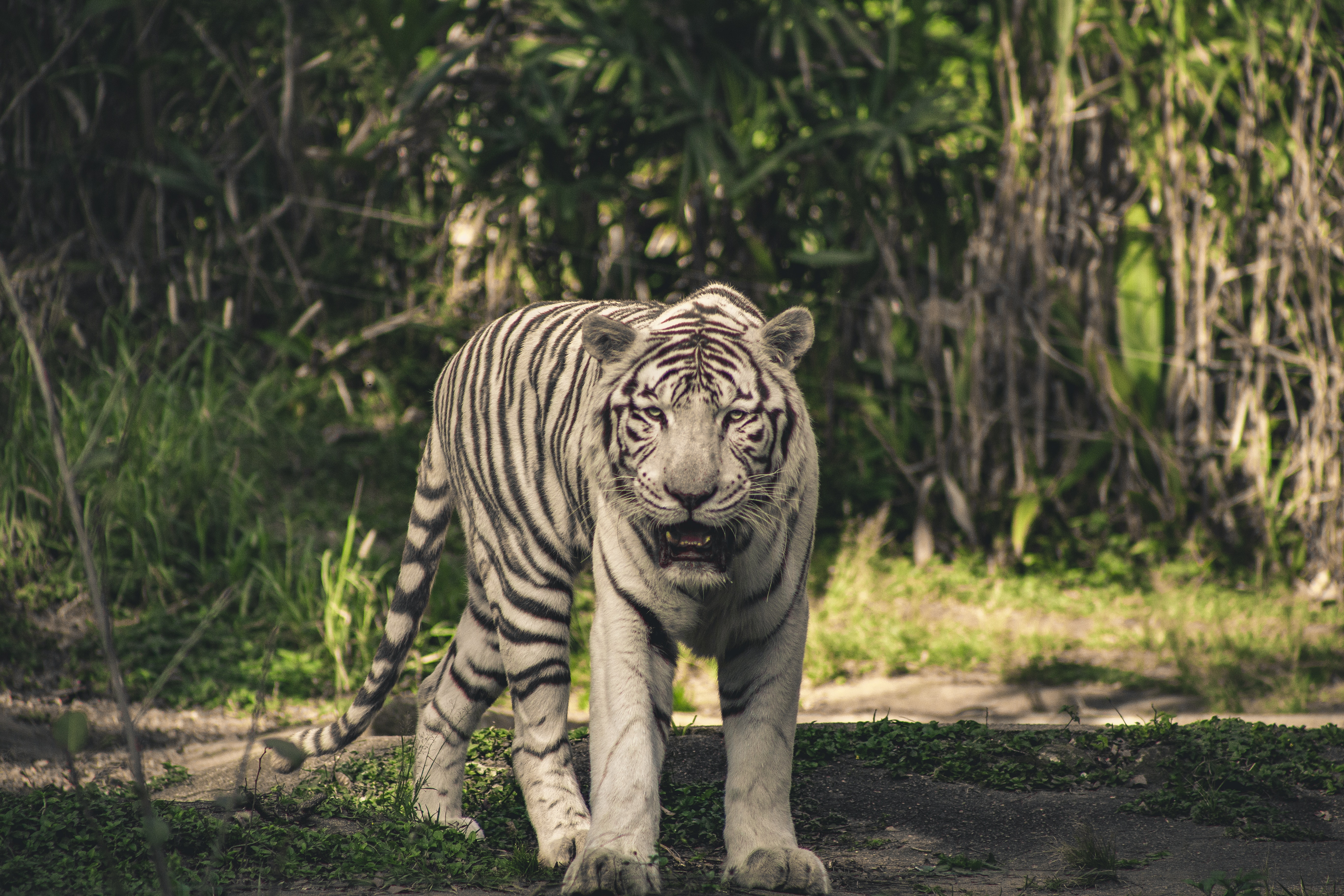 White Tiger Wallpapers