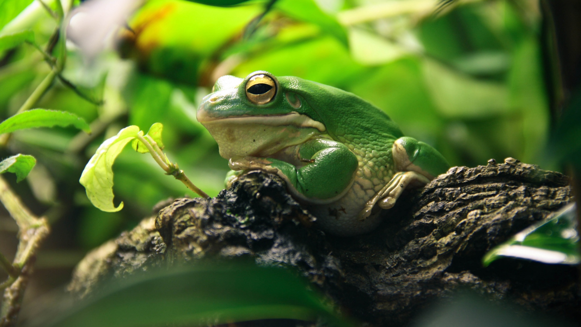 White-Lipped Tree Frog Wallpapers