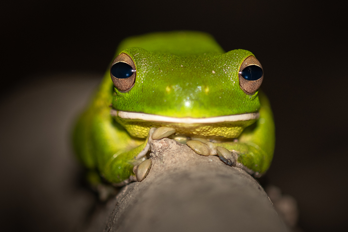 White-Lipped Tree Frog Wallpapers