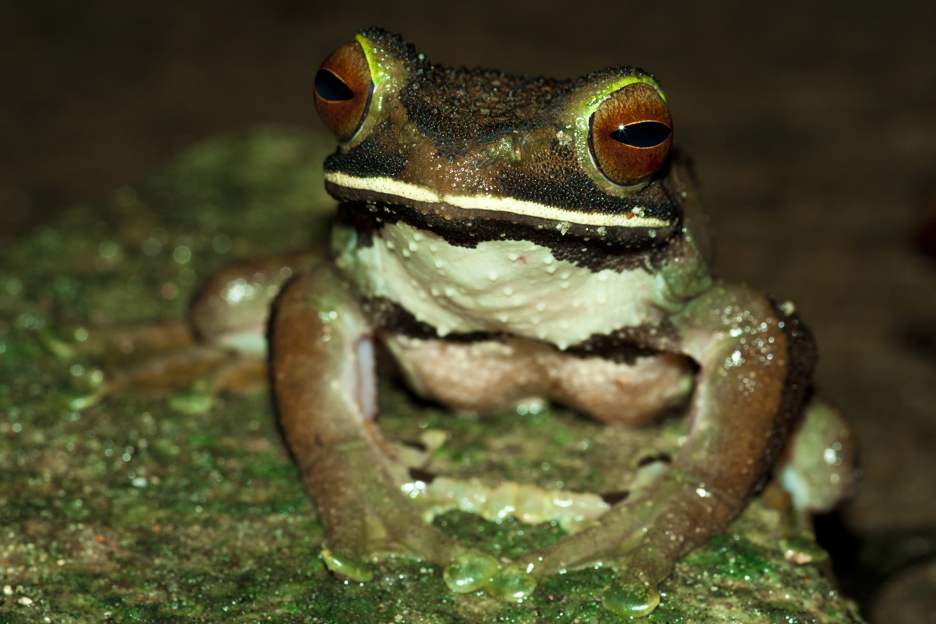 White-Lipped Tree Frog Wallpapers