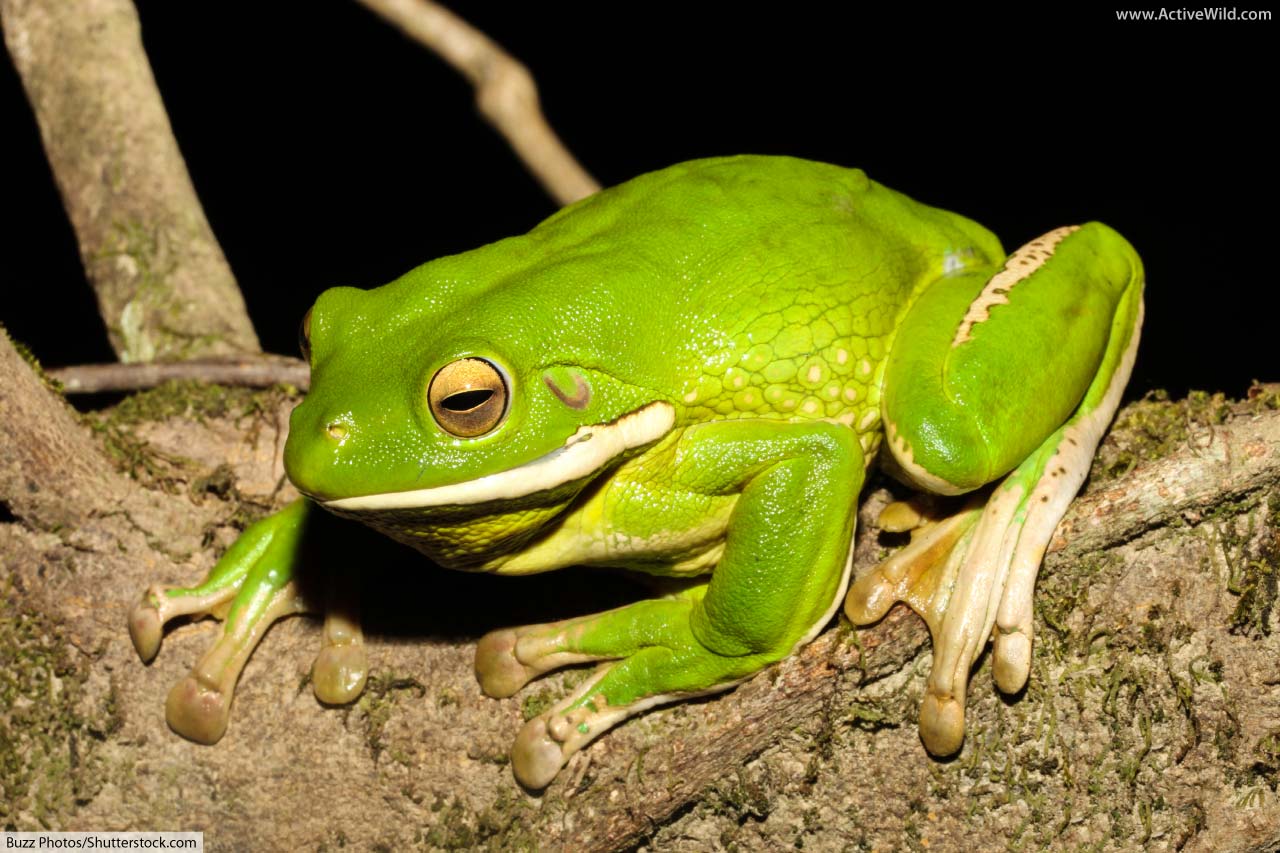 White-Lipped Tree Frog Wallpapers