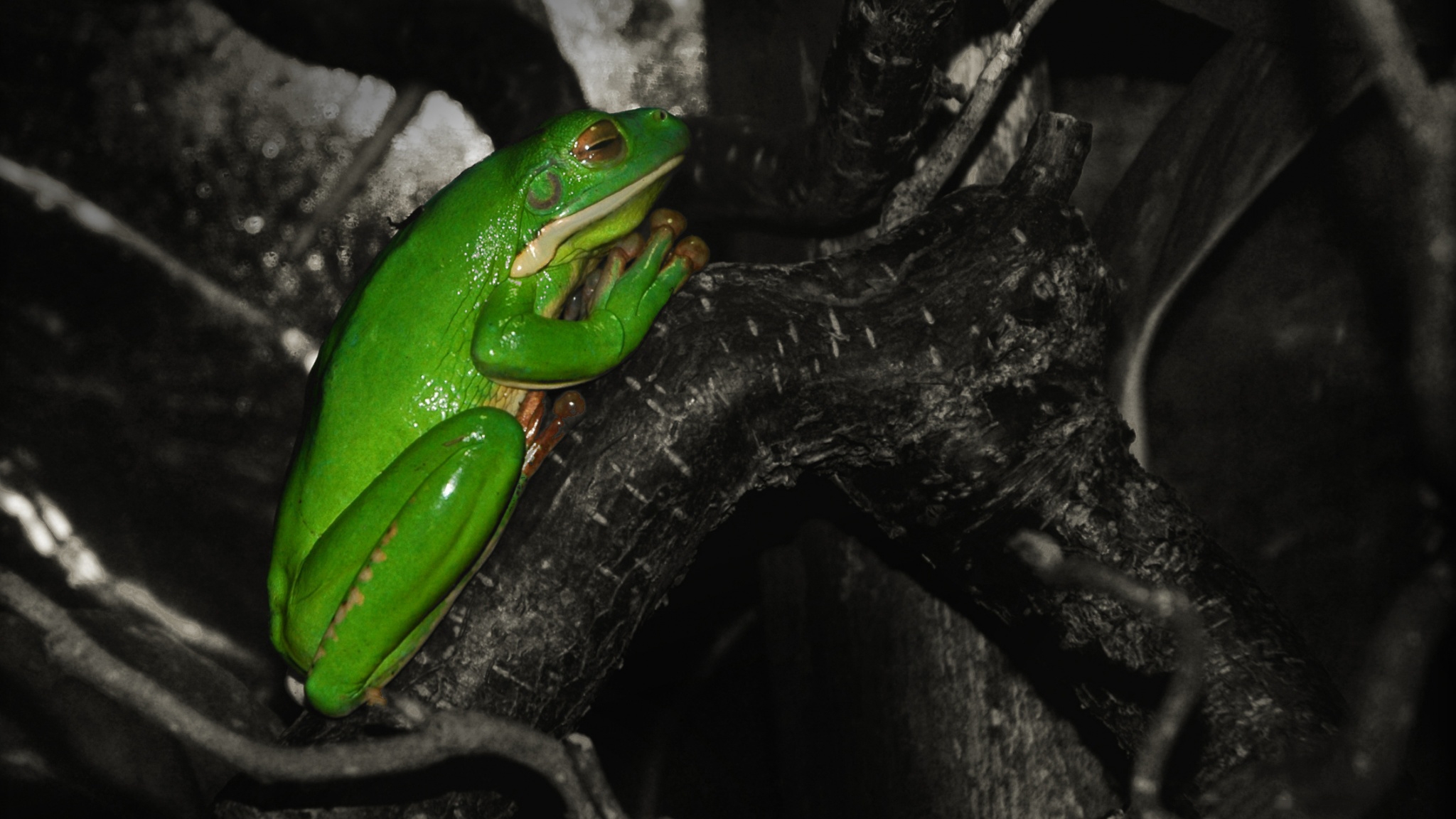 White-Lipped Tree Frog Wallpapers