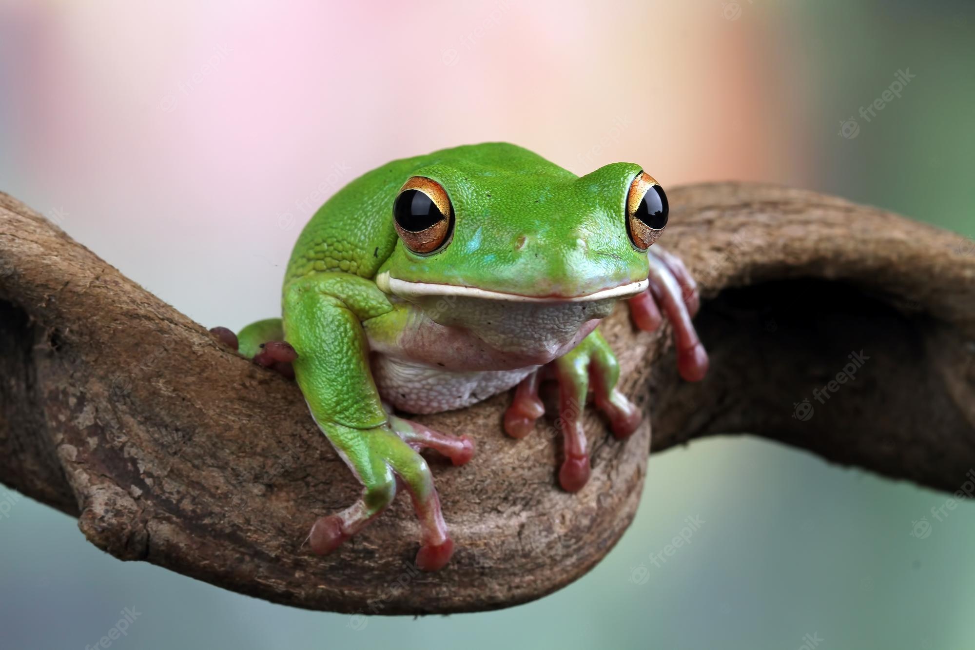 White-Lipped Tree Frog Wallpapers