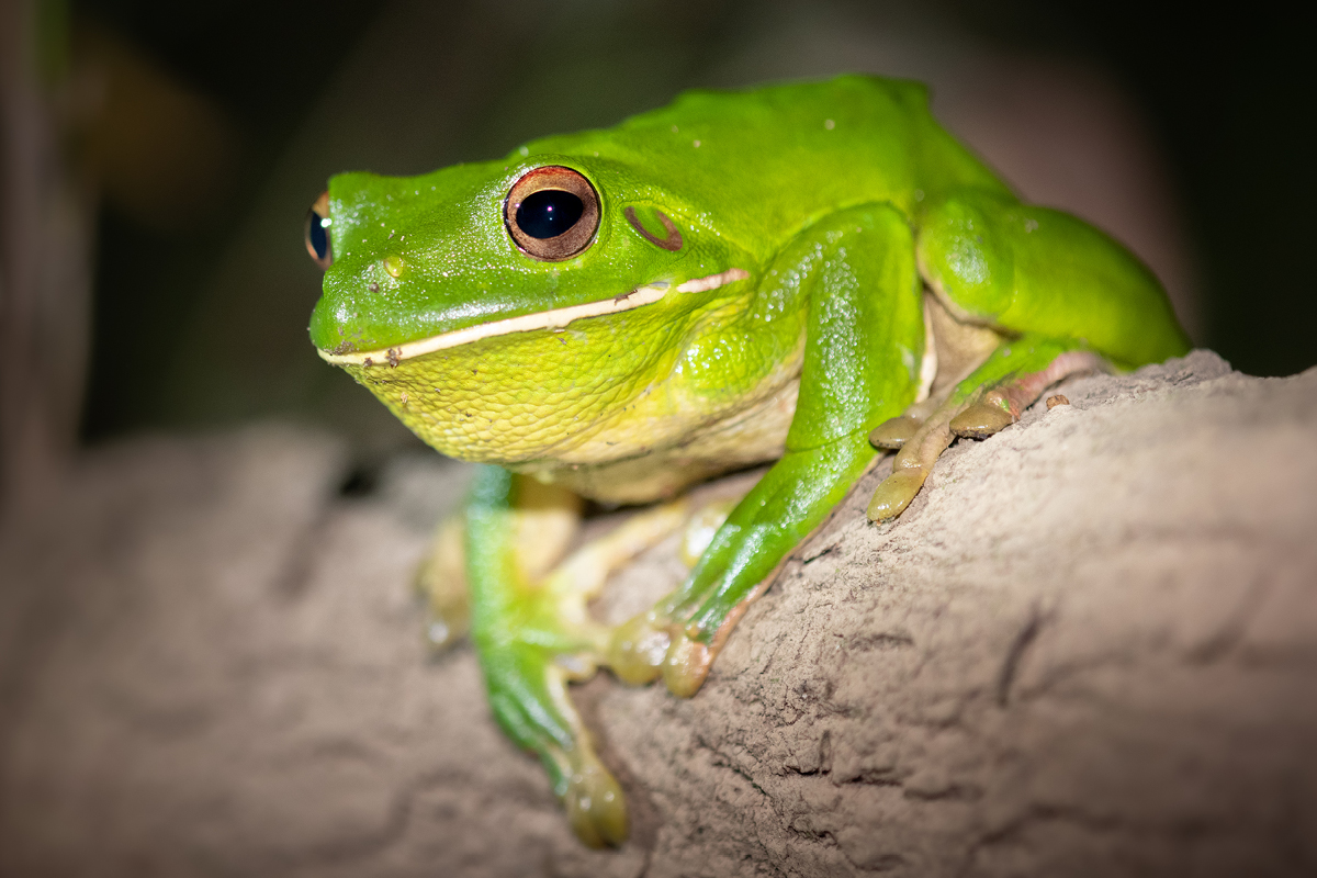 White-Lipped Tree Frog Wallpapers