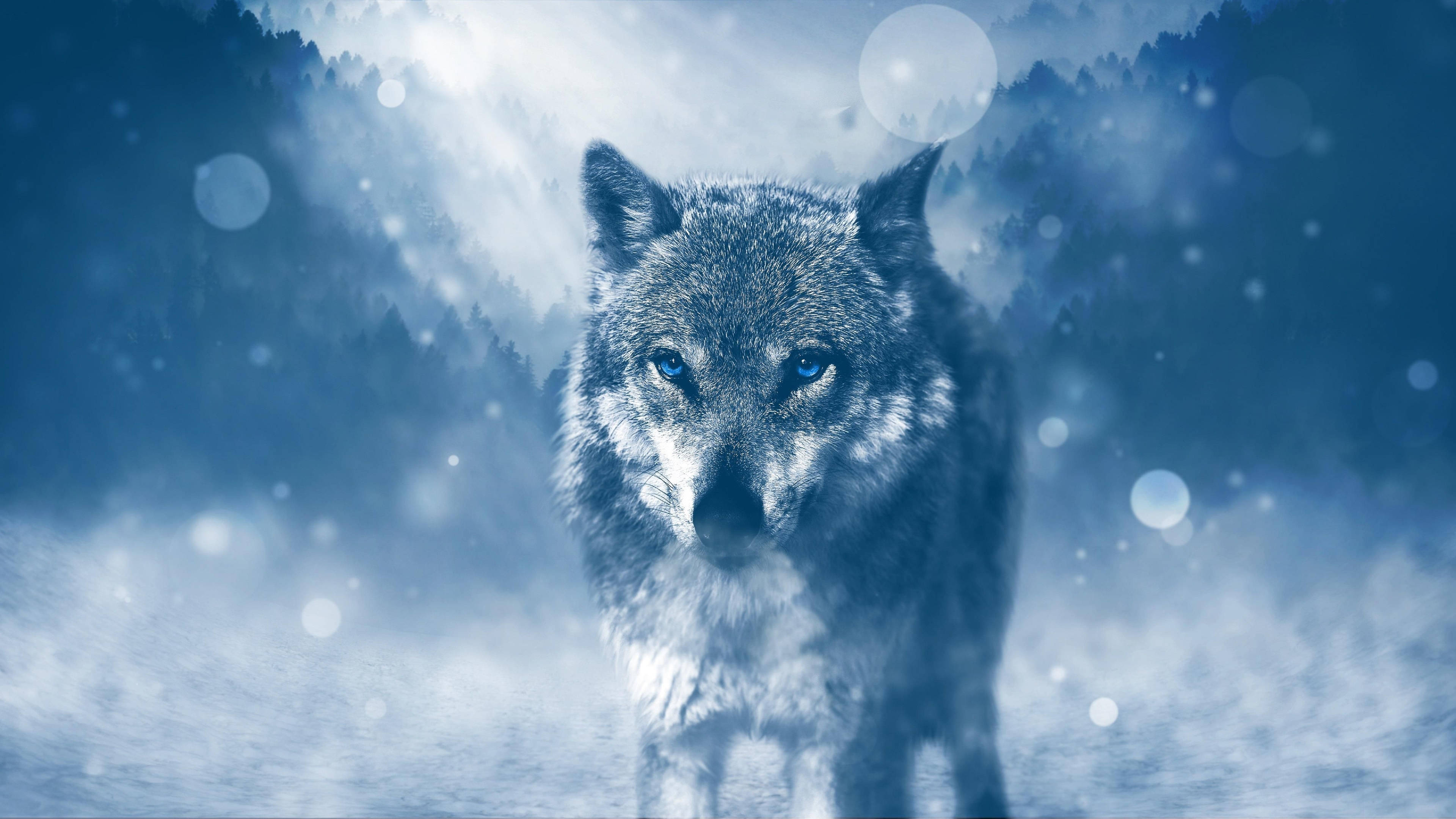 Wolf Aesthetic Wallpapers