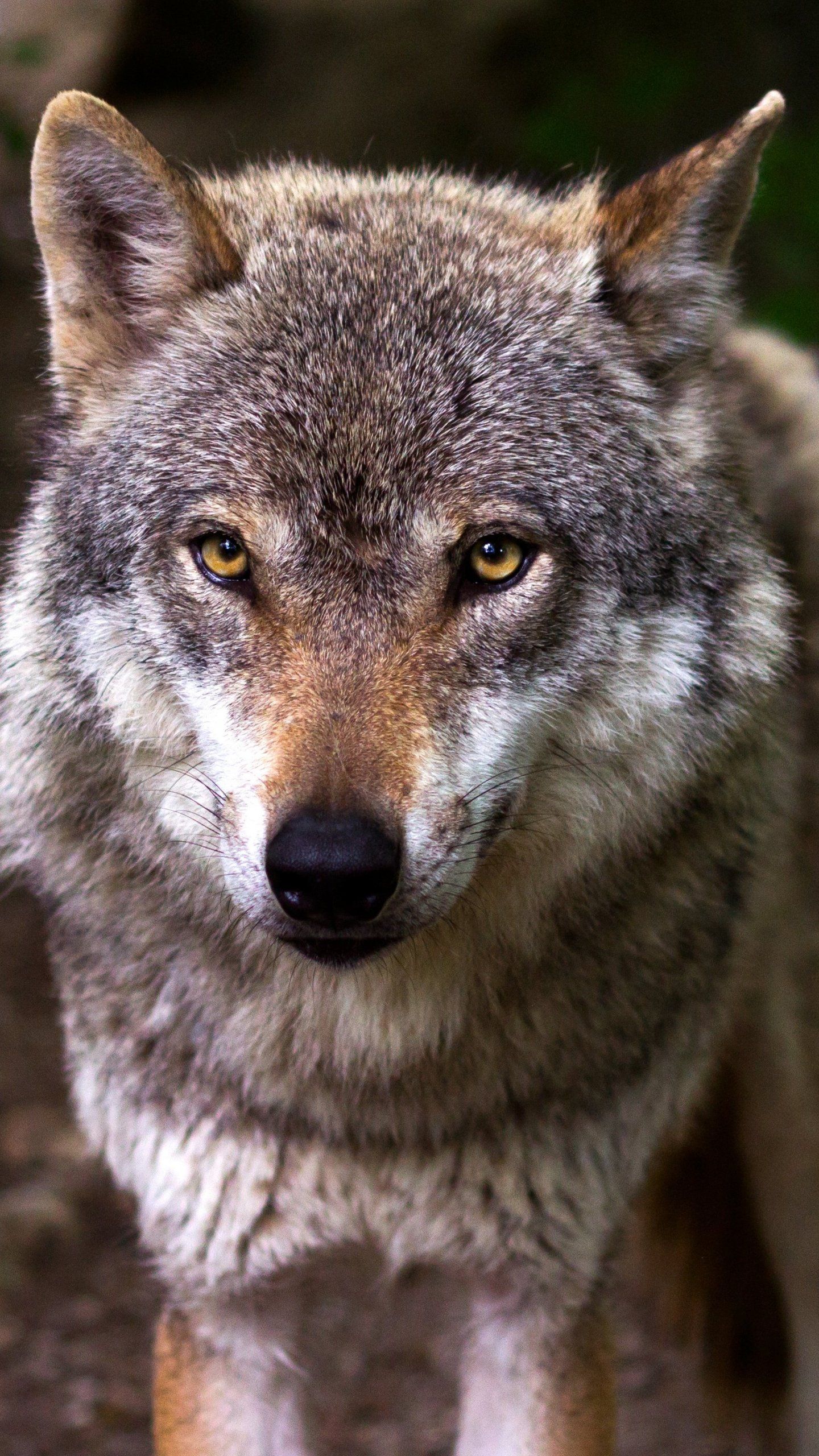 Wolf Android Wallpapers