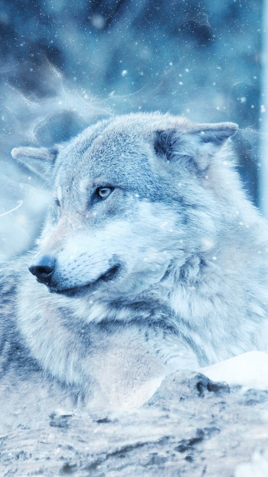 Wolf Android Wallpapers