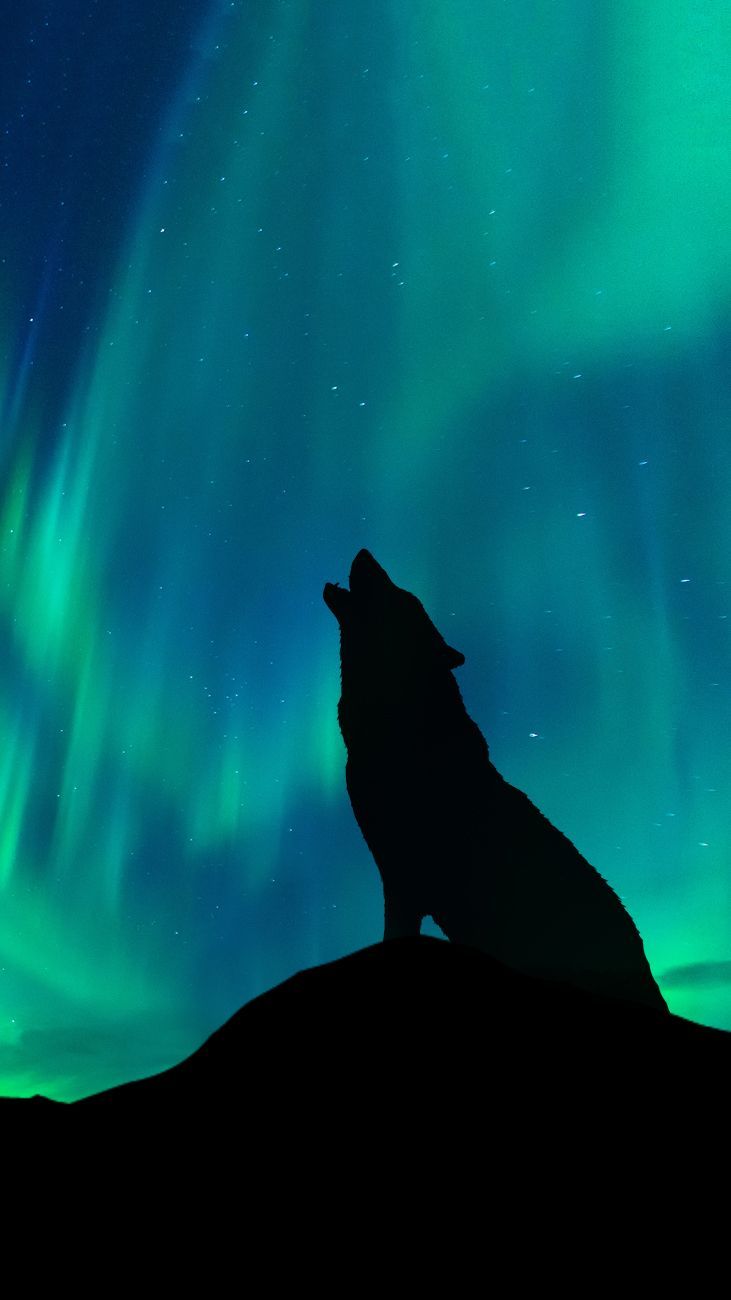 Wolf Aurora Borealis Wallpapers