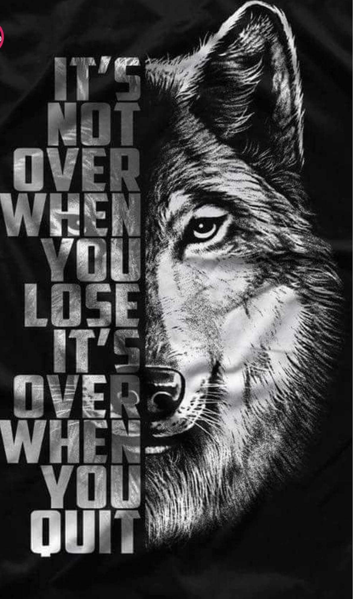 Wolf Cool Wallpapers