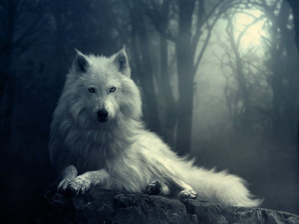 Wolf Cool Wallpapers