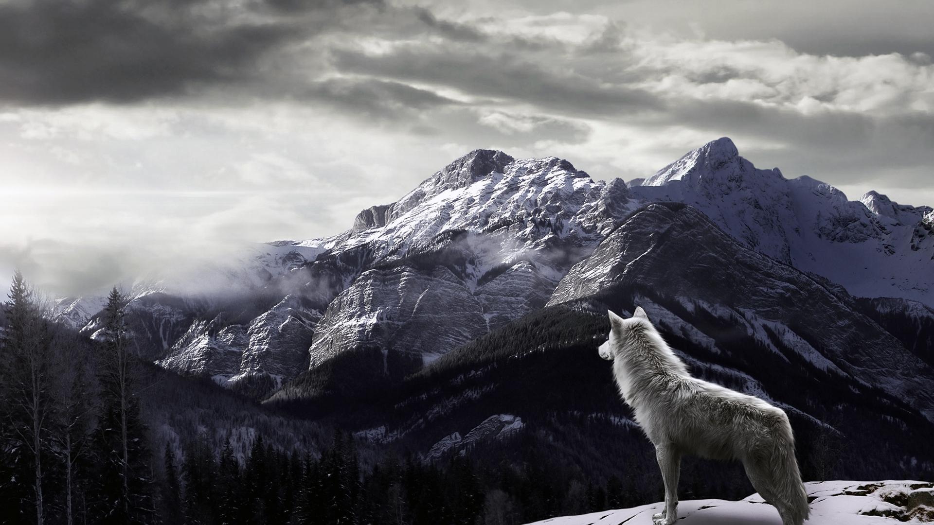 Wolf Desktop Wallpapers