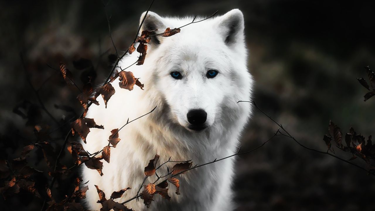 Wolf Desktop Wallpapers