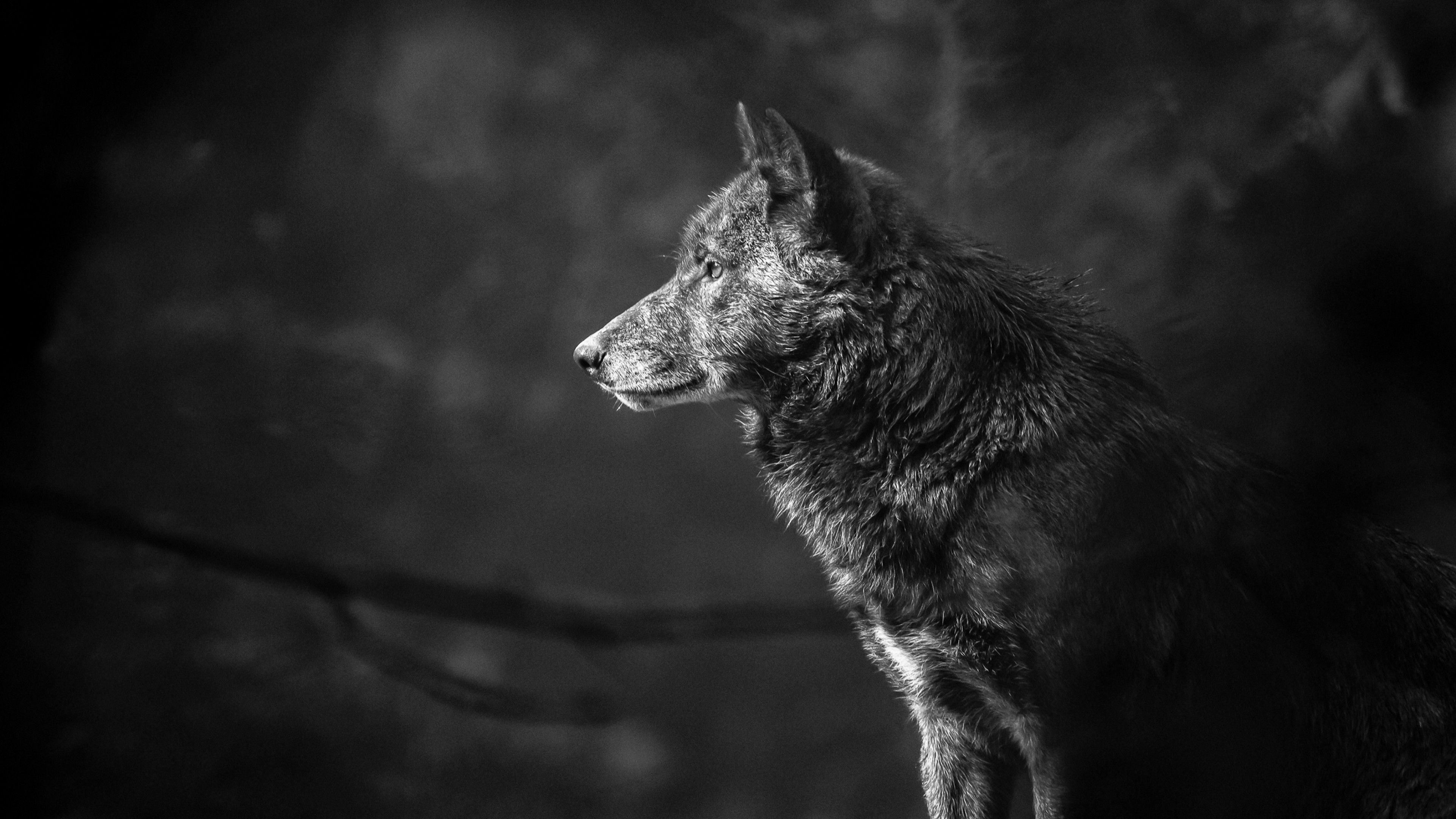 Wolf Desktop Wallpapers