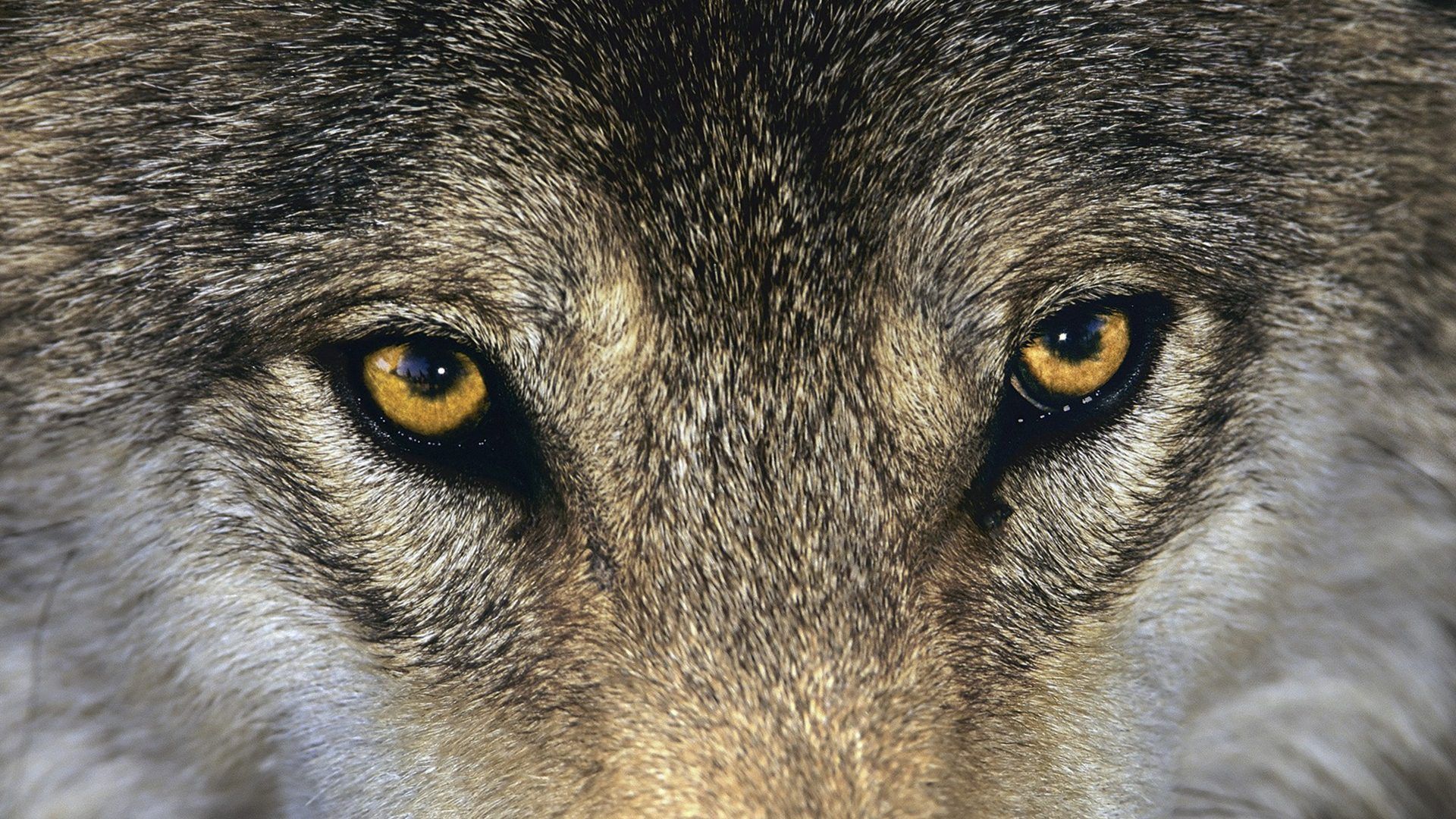 Wolf Eyes Wallpapers