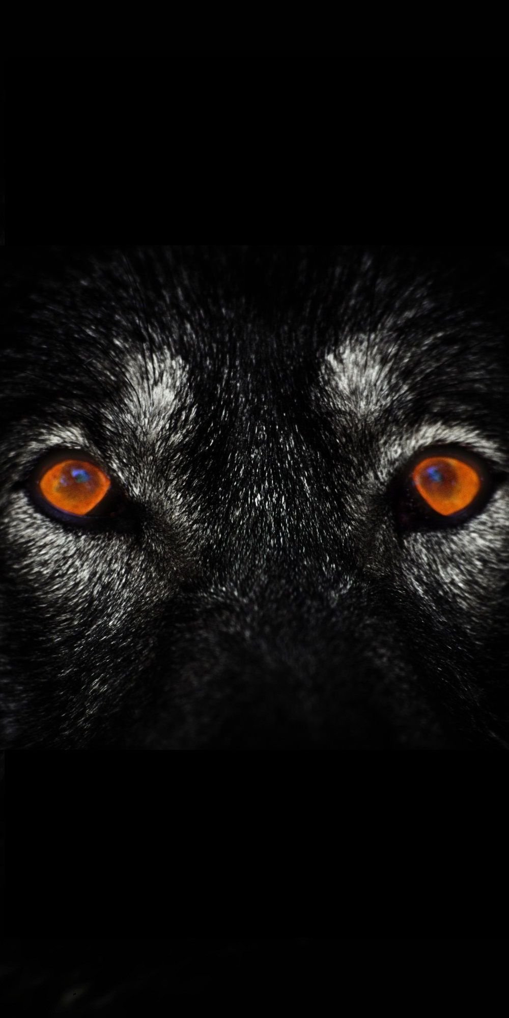 Wolf Eyes Wallpapers