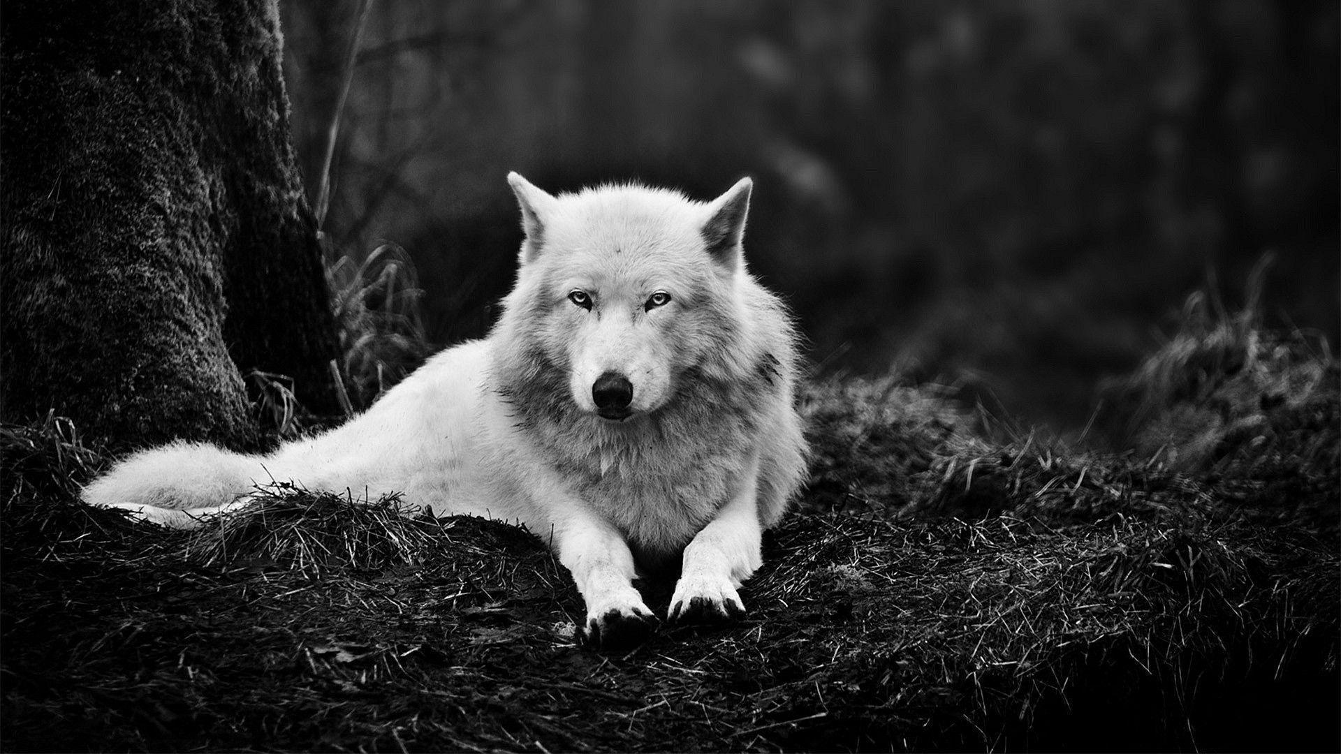 Wolf Hd Wallpapers