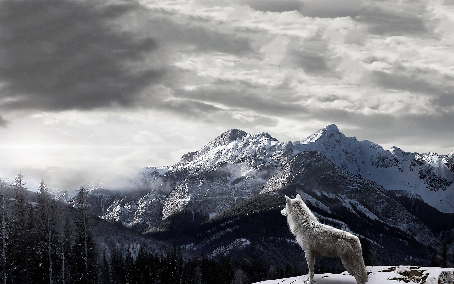 Wolf Hd Wallpapers