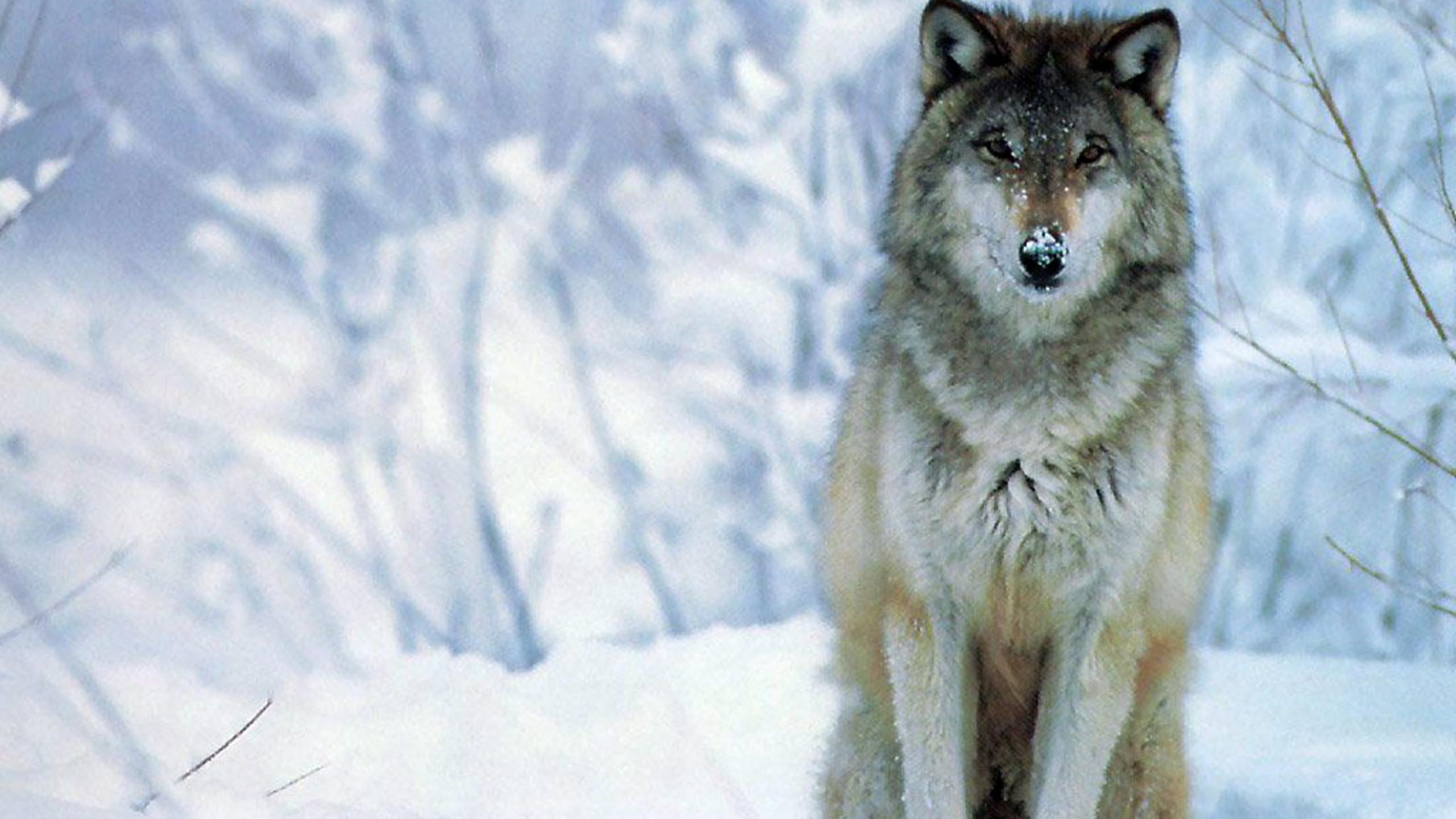 Wolf Hd Wallpapers