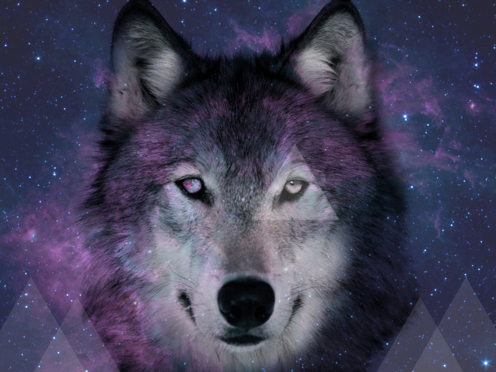 Wolf Hipster Wallpapers