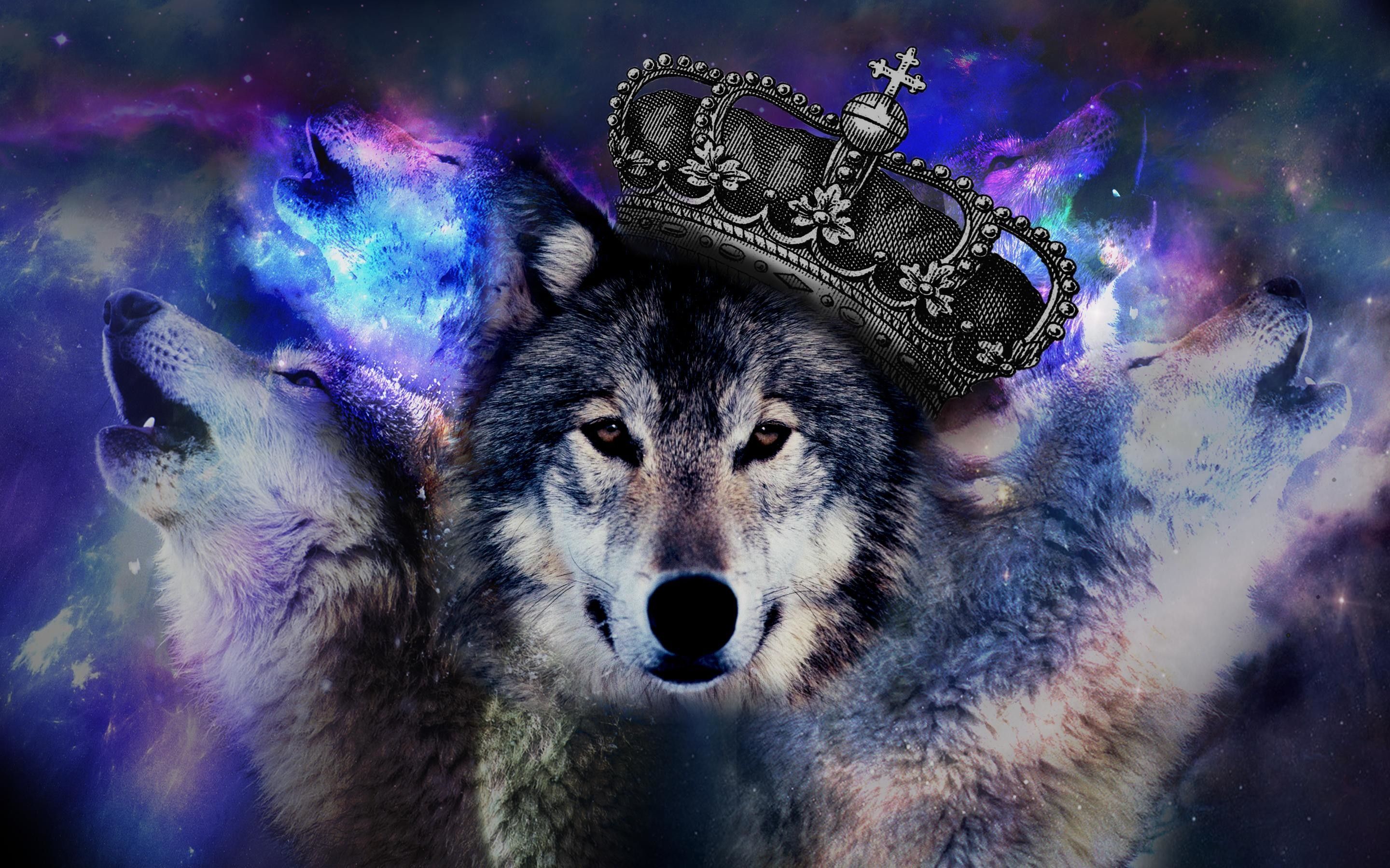 Wolf Hipster Wallpapers