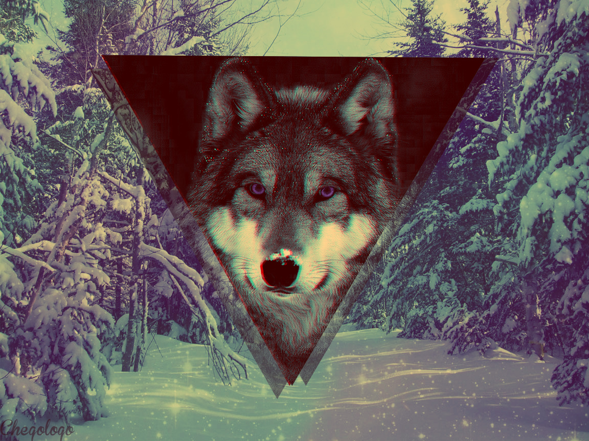 Wolf Hipster Wallpapers