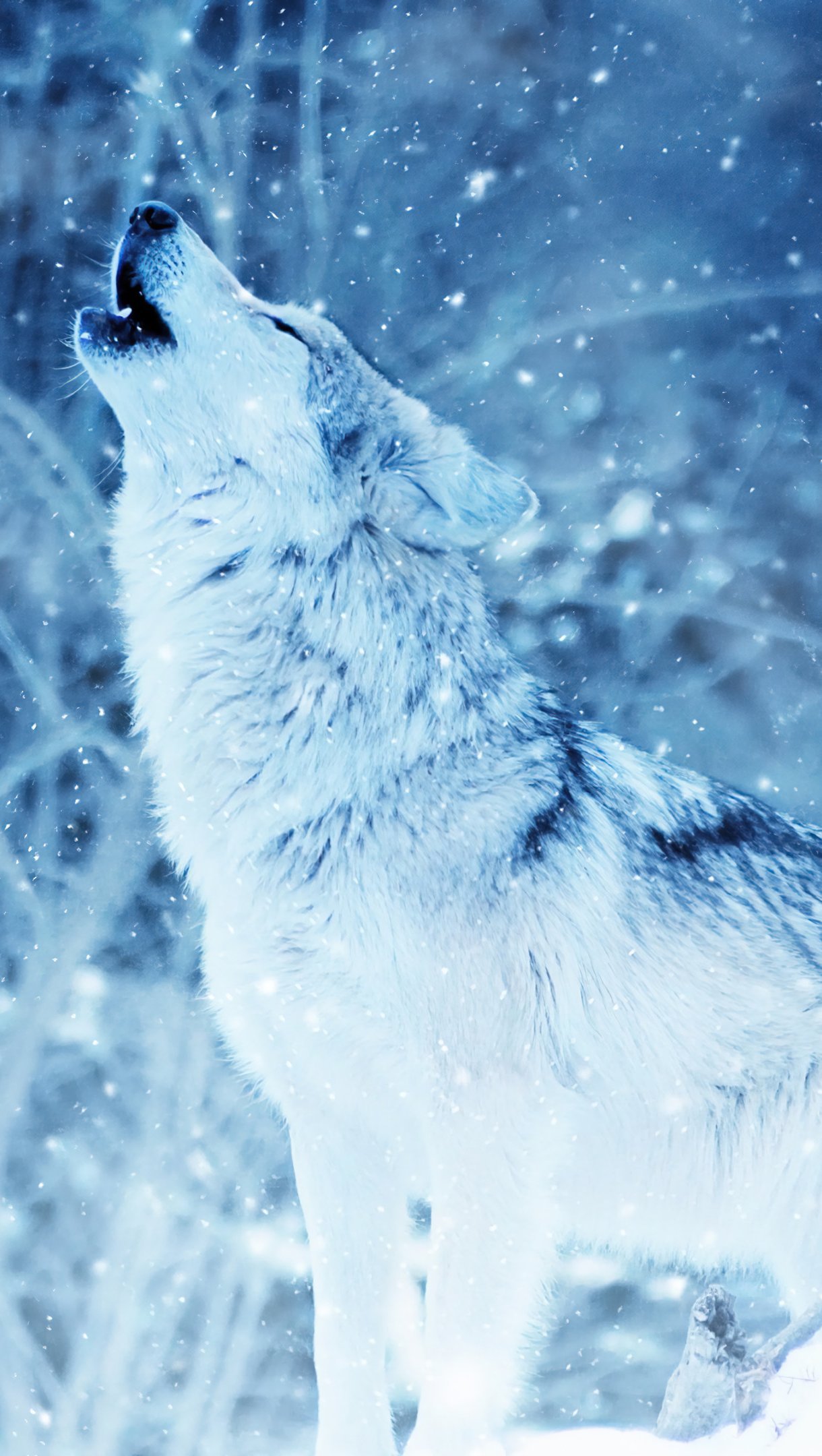 Wolf Howling Wallpapers