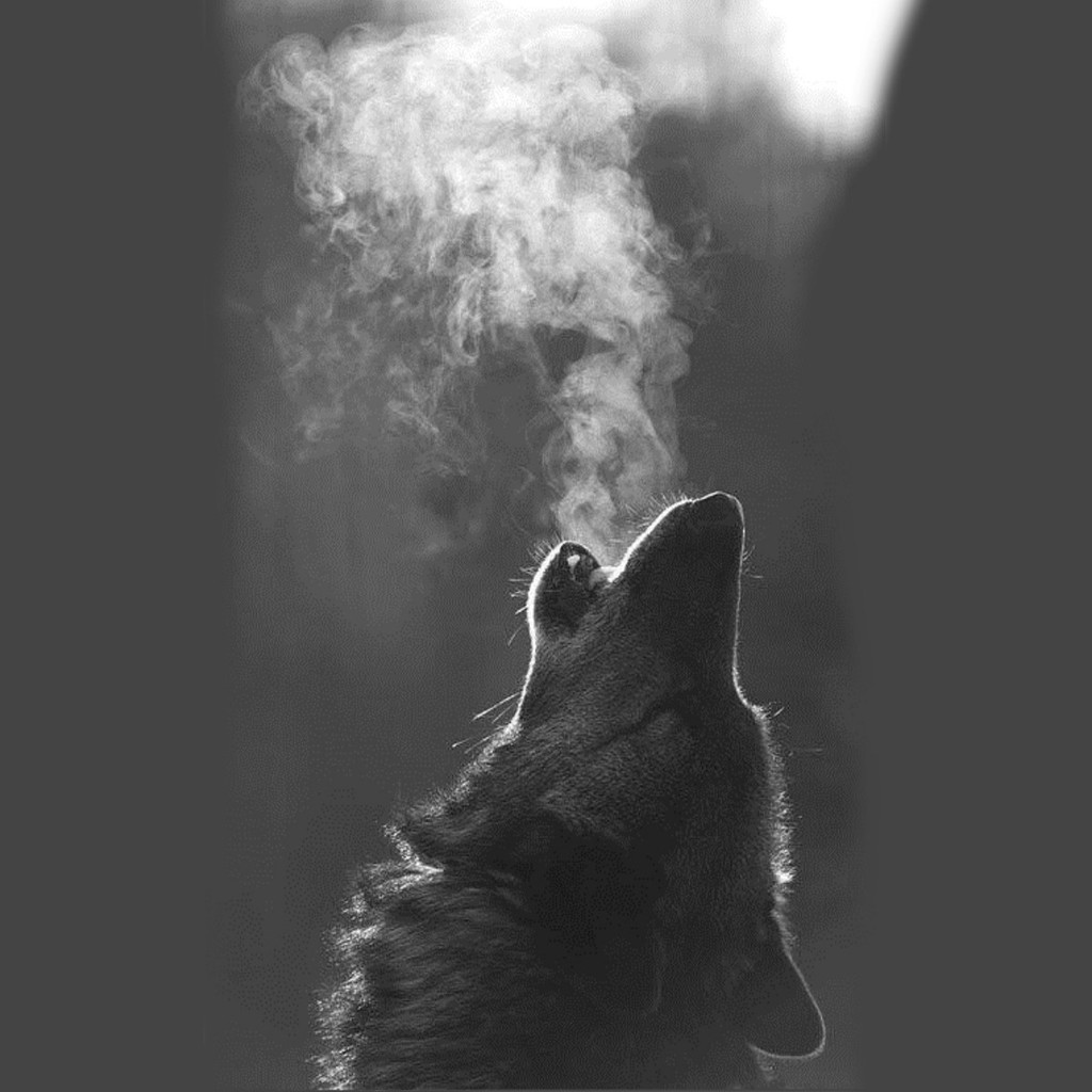 Wolf Ipad Wallpapers