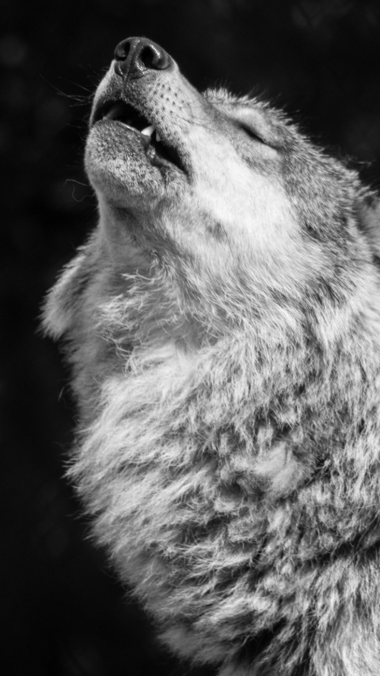 Wolf Iphone 6 Wallpapers