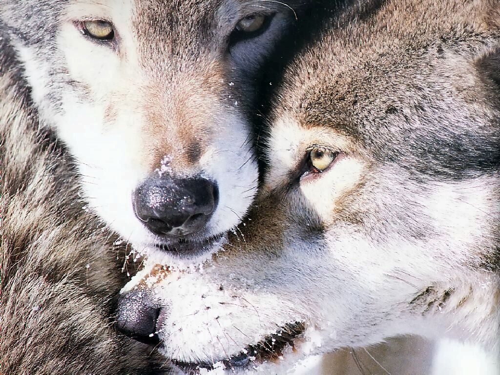 Wolf Love Wallpapers