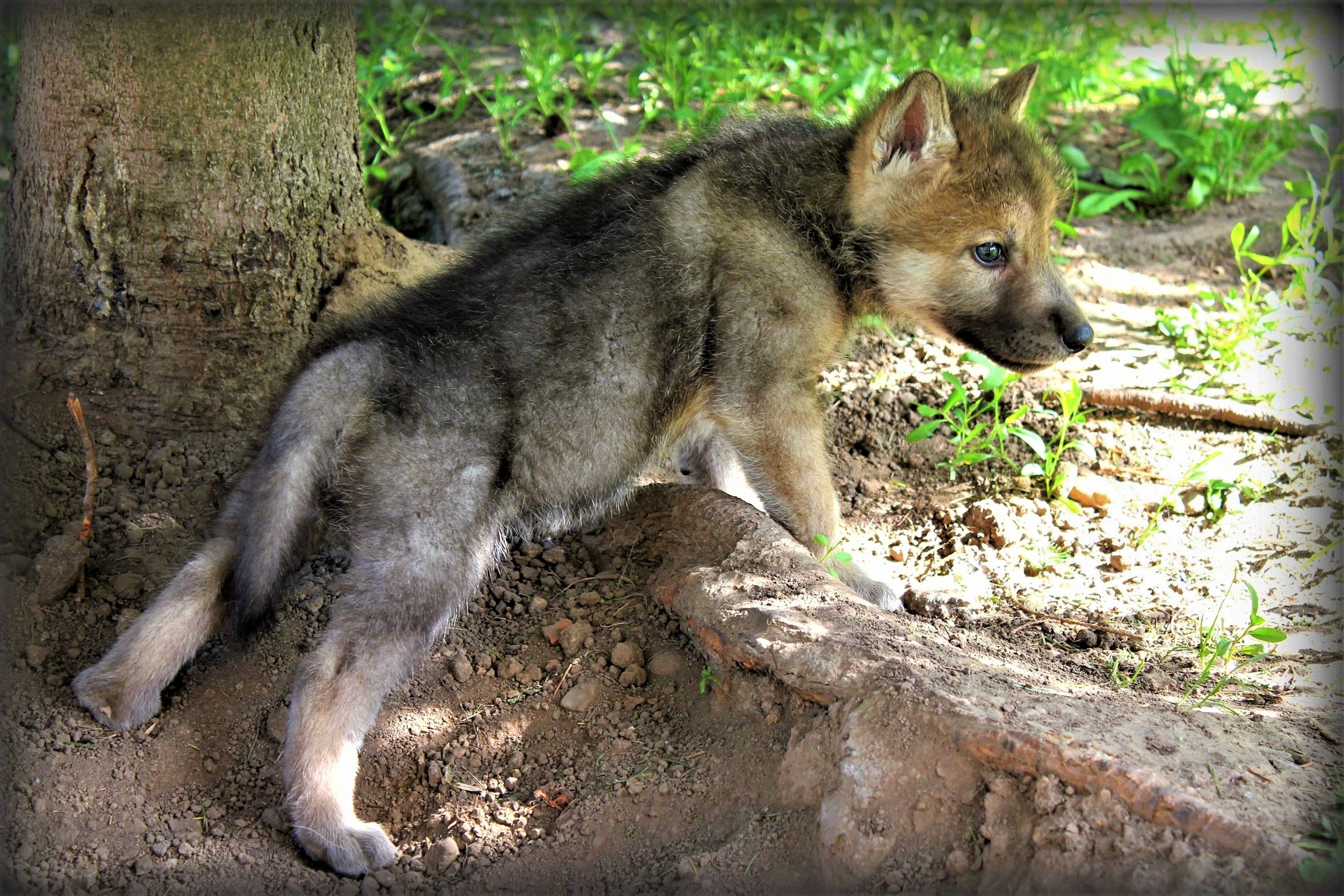 Wolf Pup Wallpapers