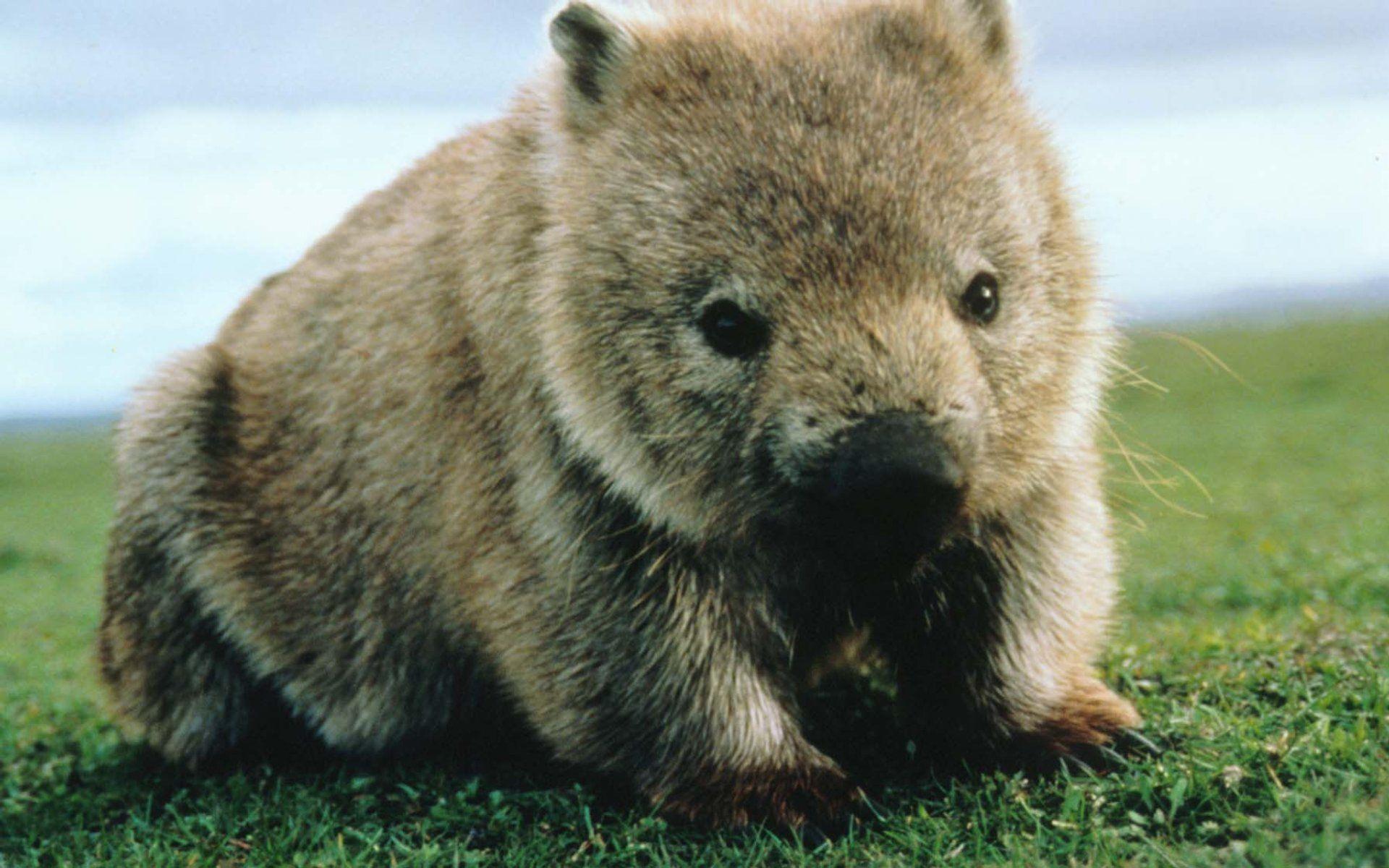 Wombats Wallpapers