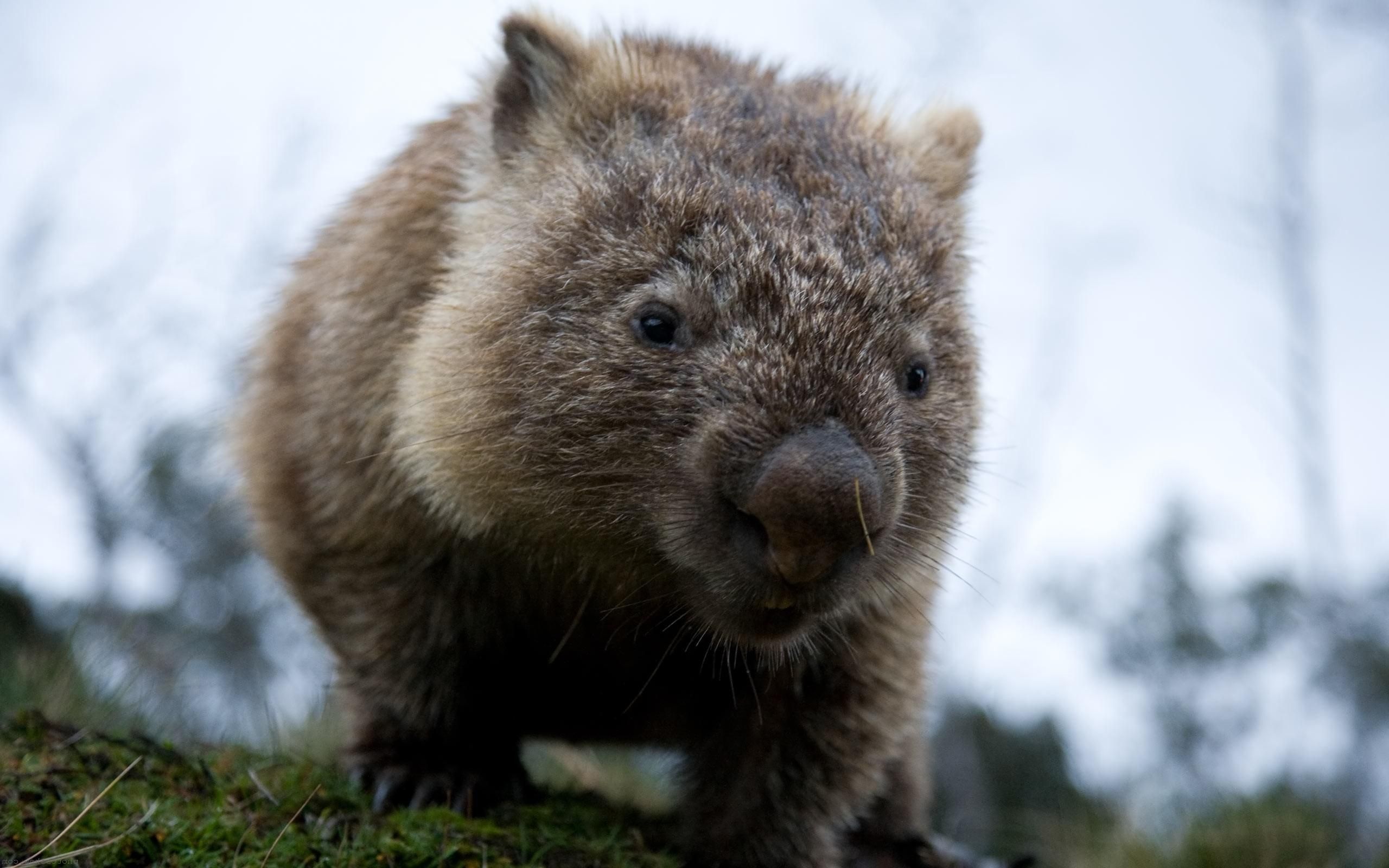 Wombats Wallpapers