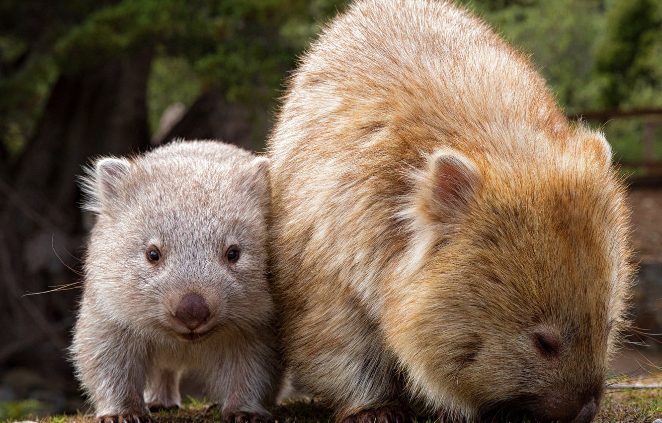 Wombats Wallpapers