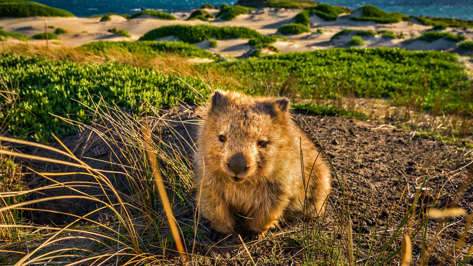 Wombats Wallpapers