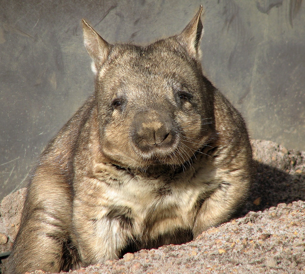 Wombats Wallpapers