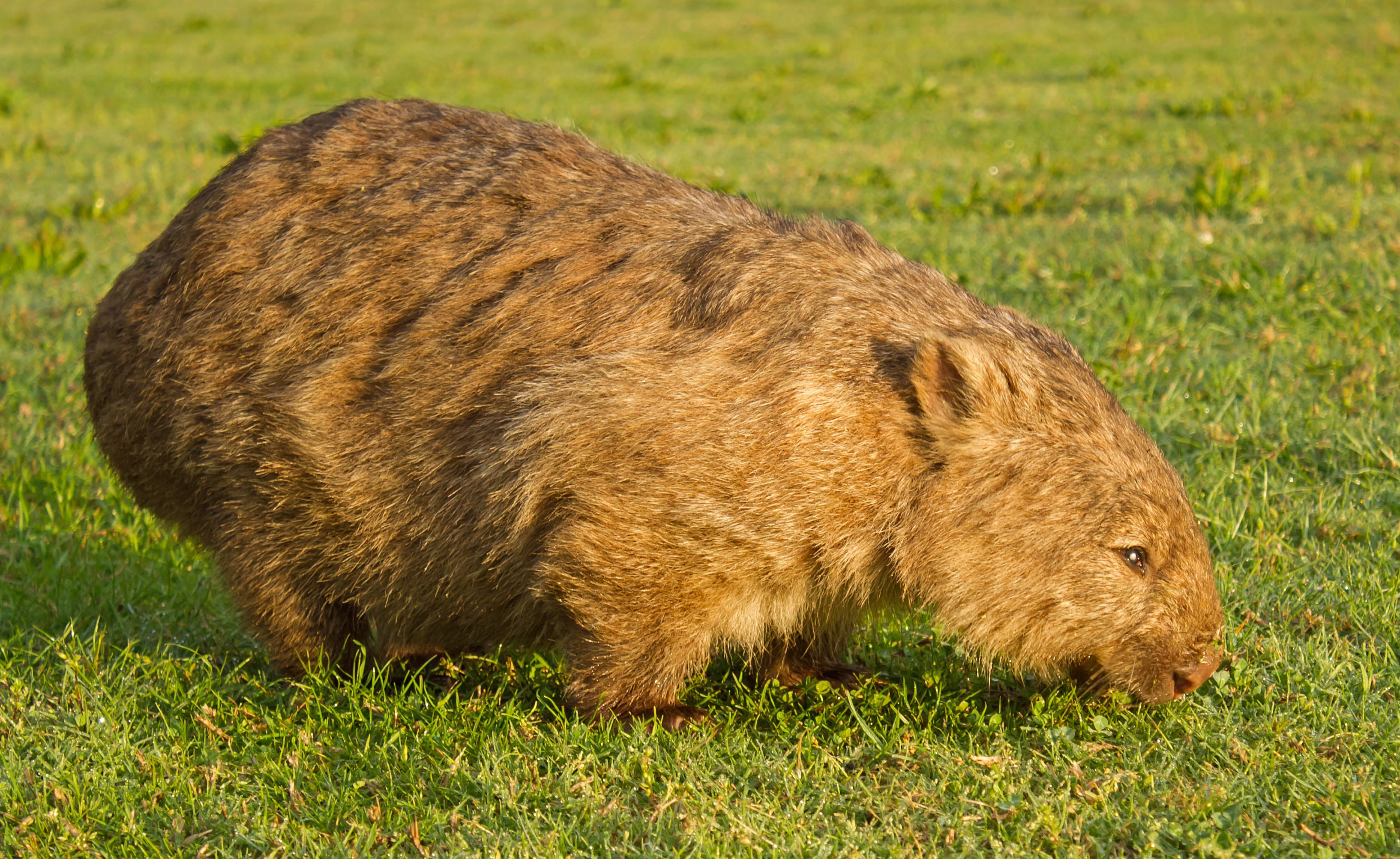 Wombats Wallpapers