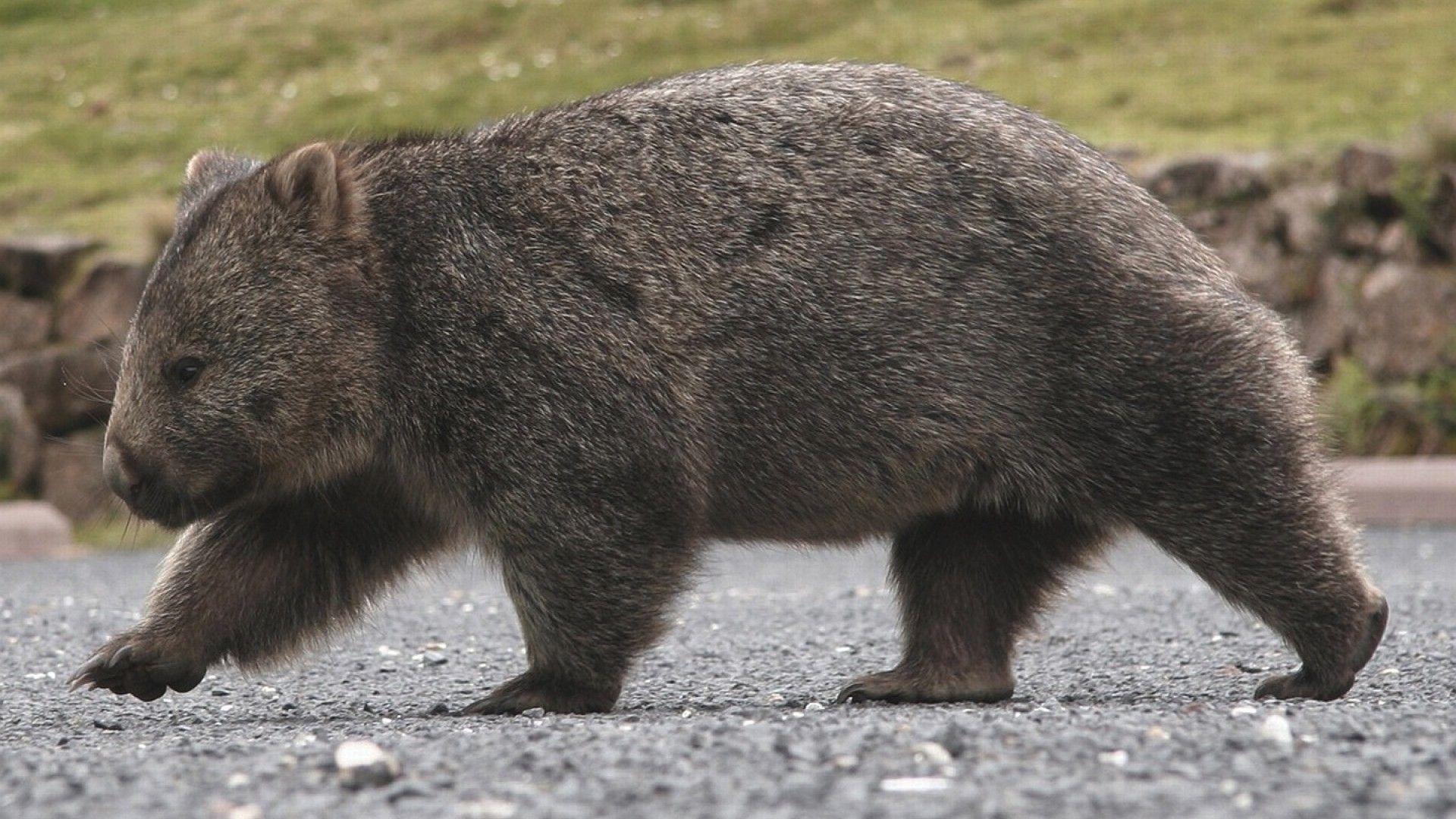 Wombats Wallpapers