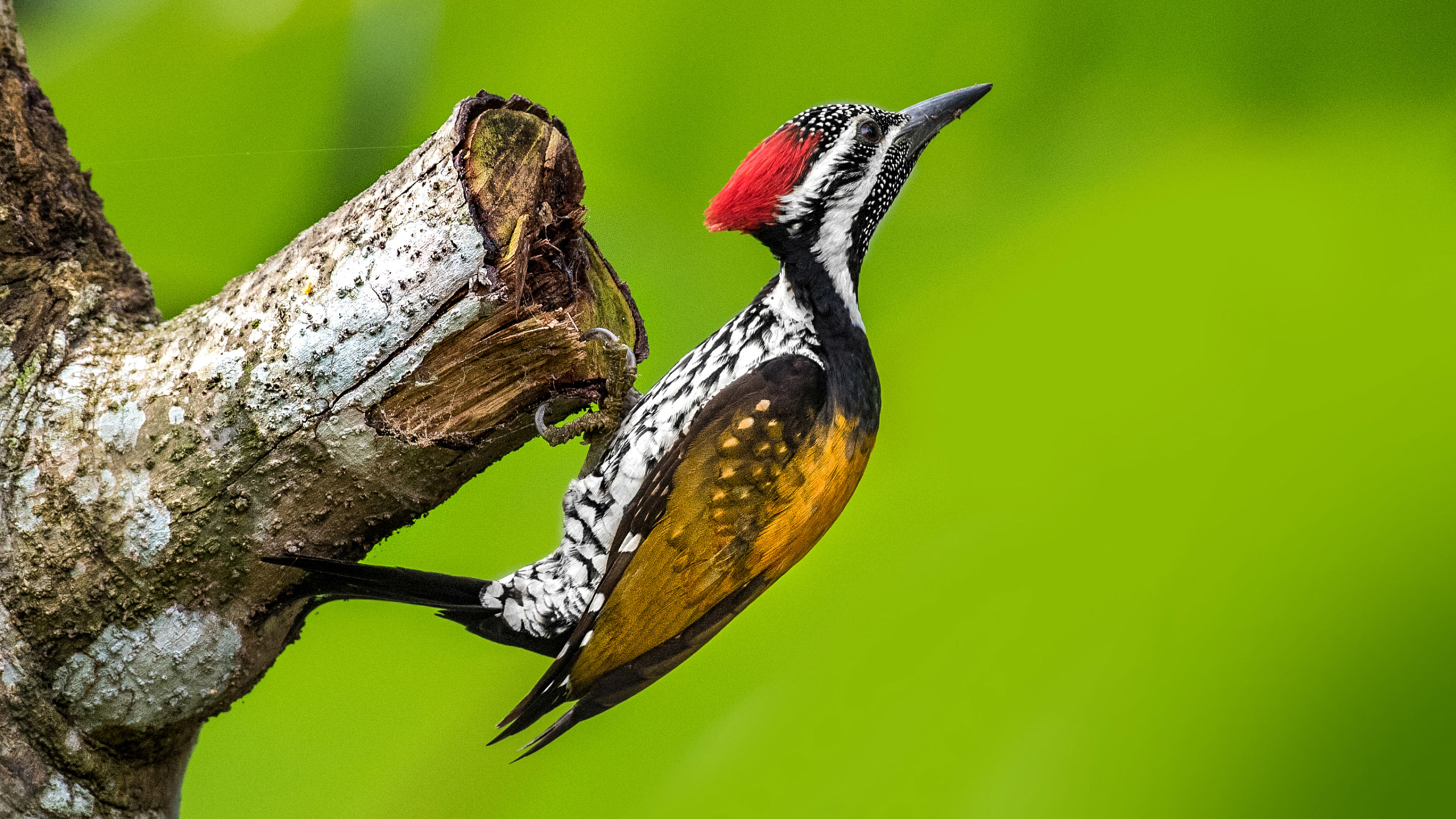 Woodpecker Wallpapers