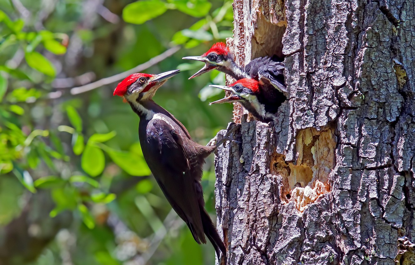 Woodpecker Wallpapers