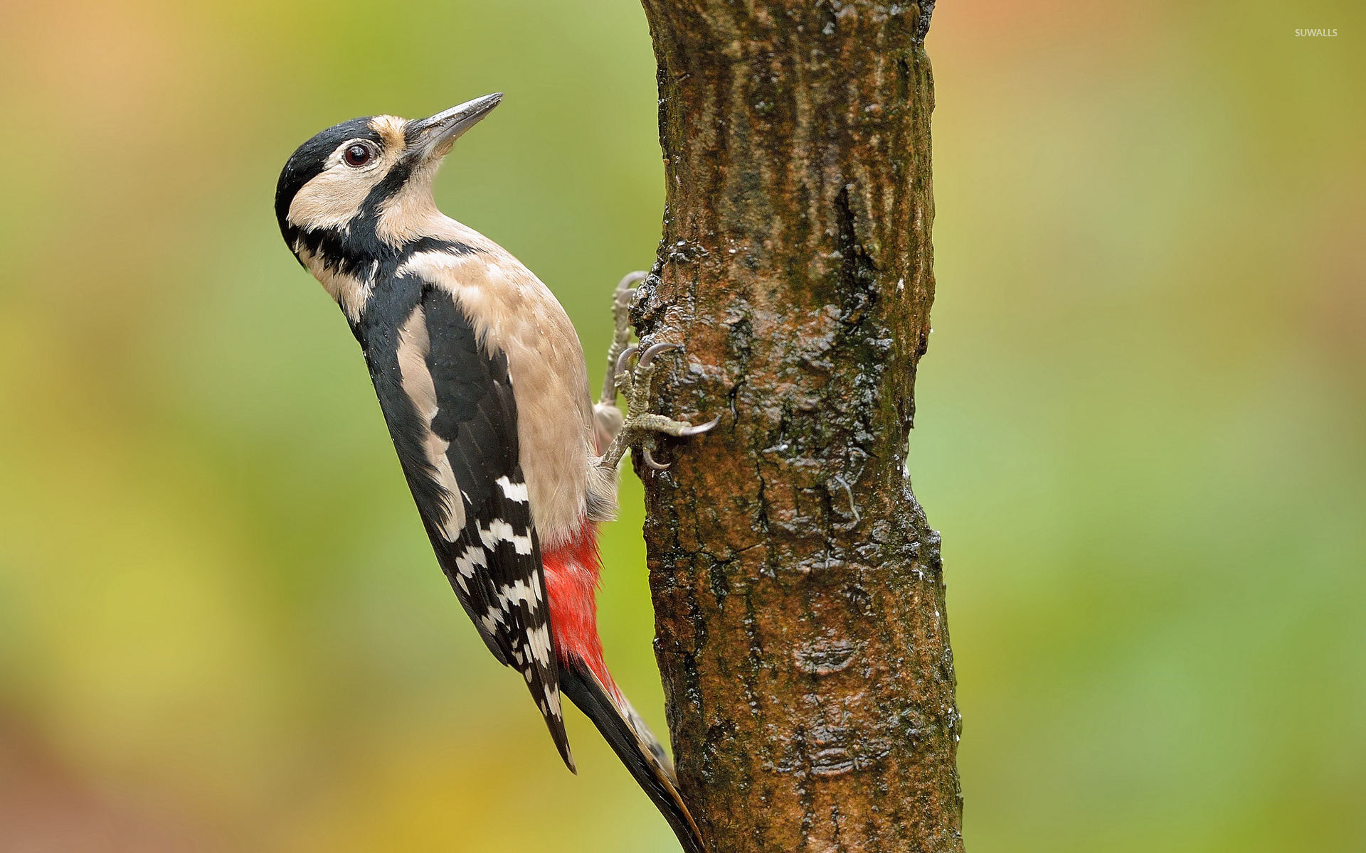 Woodpecker Wallpapers