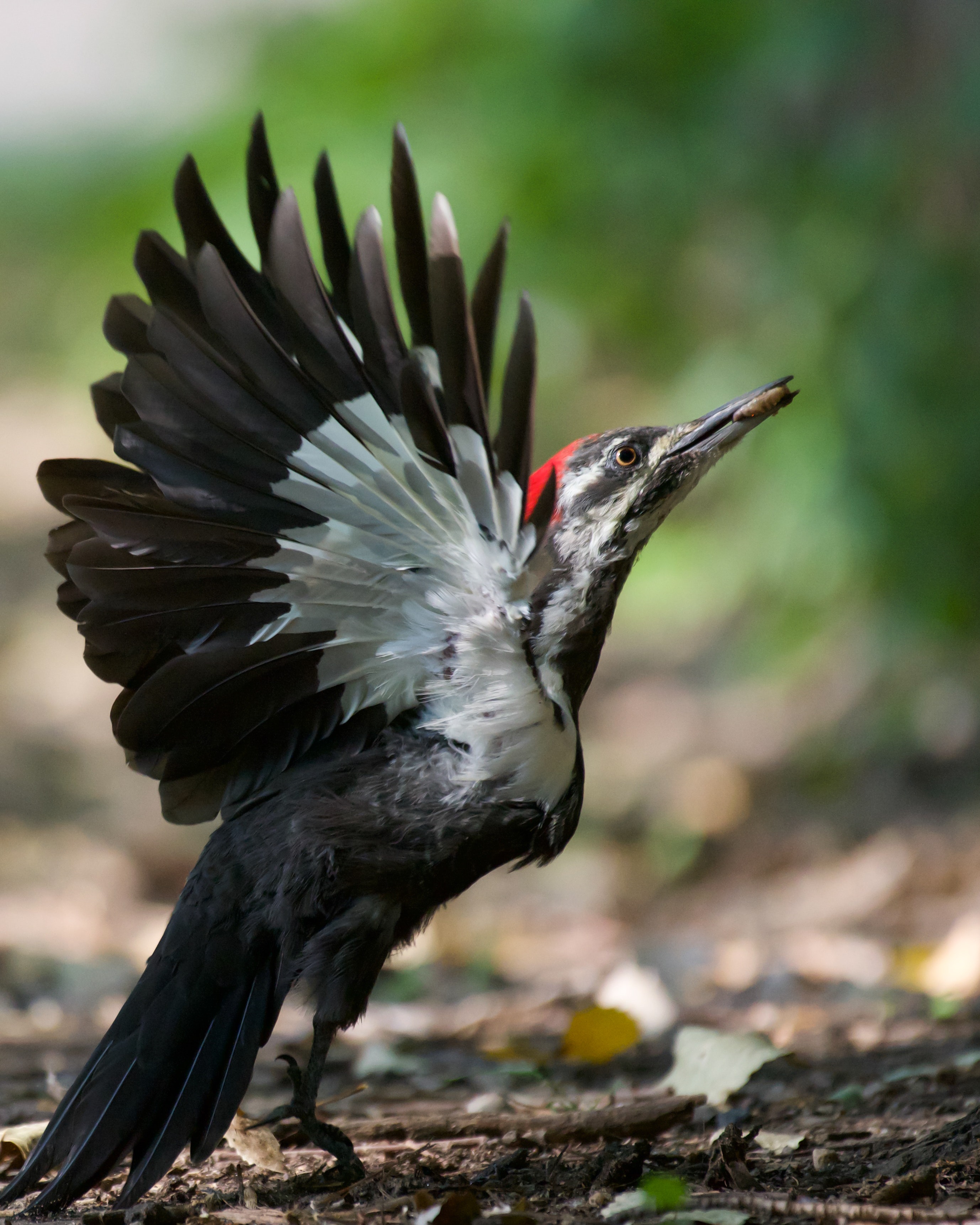 Woodpecker Wallpapers