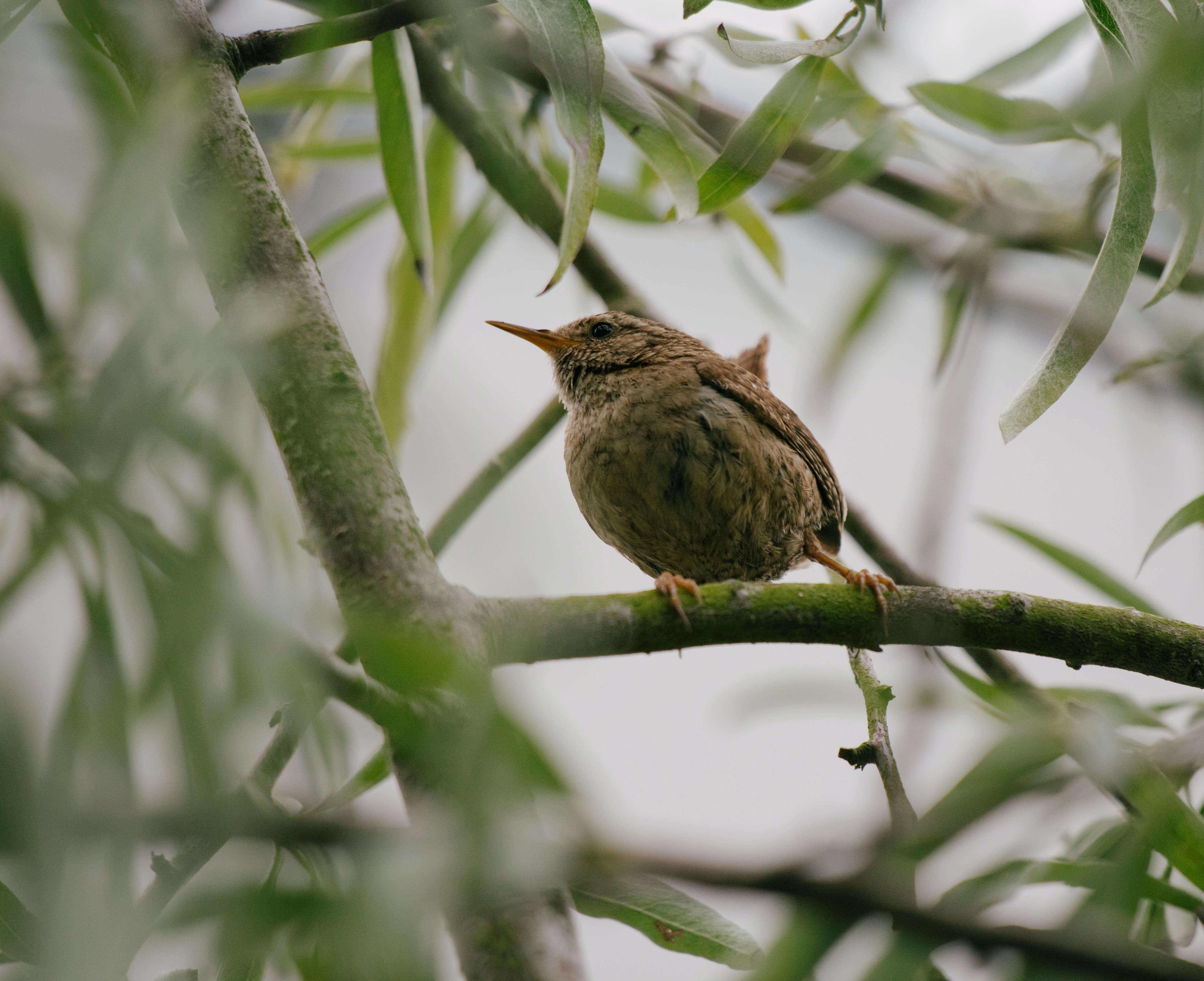 Wren Wallpapers