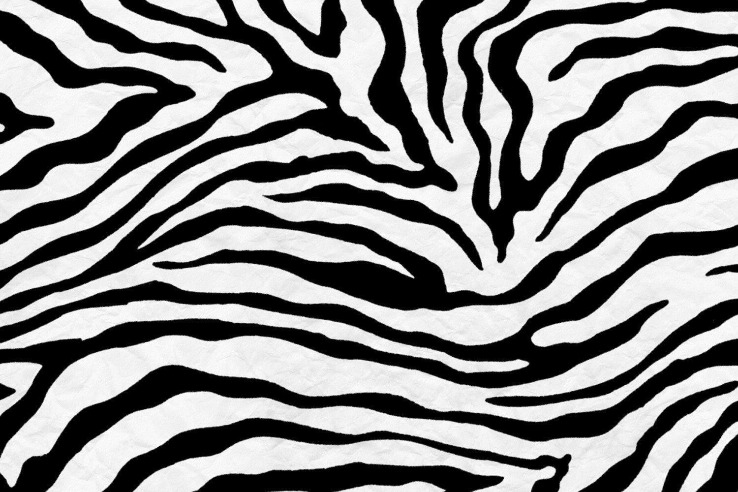 Zebra Wallpapers