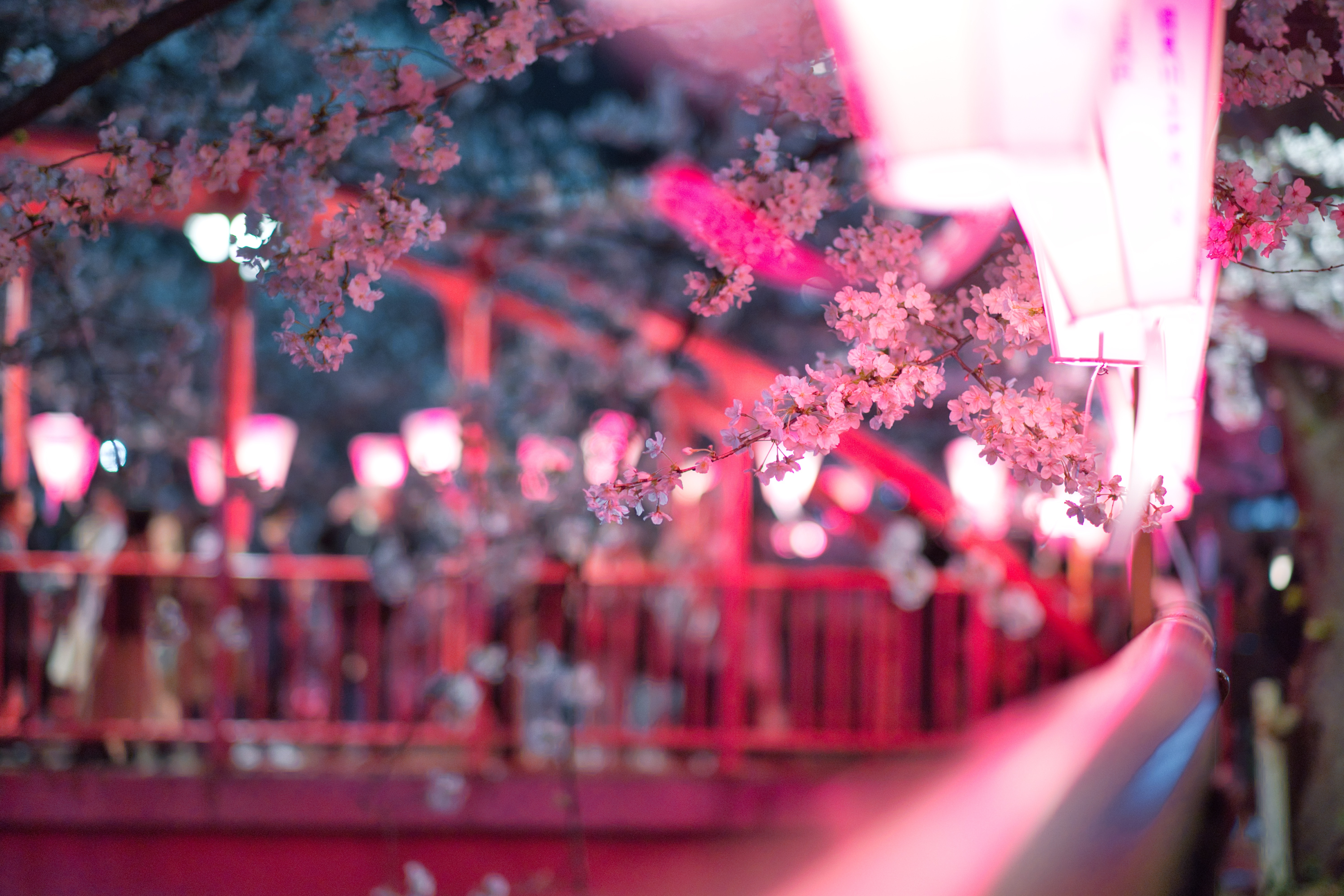 Cherry Blossom 5K Wallpapers