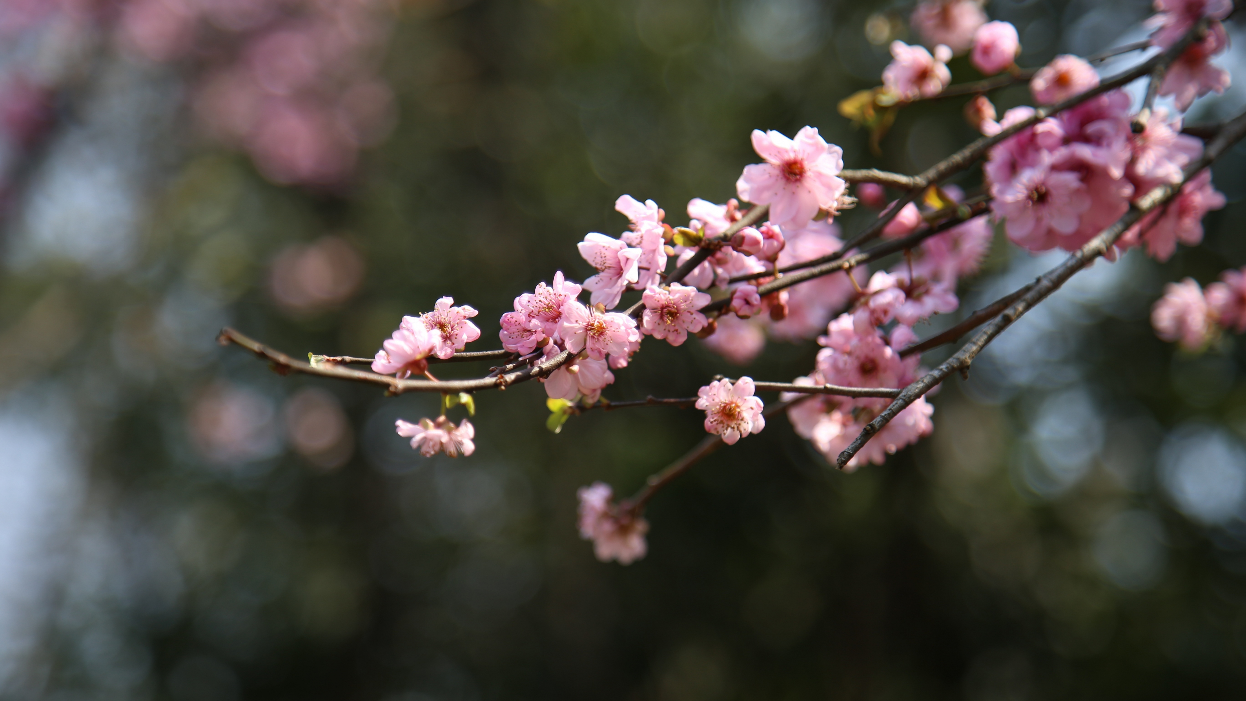 Cherry Blossom 5K Wallpapers