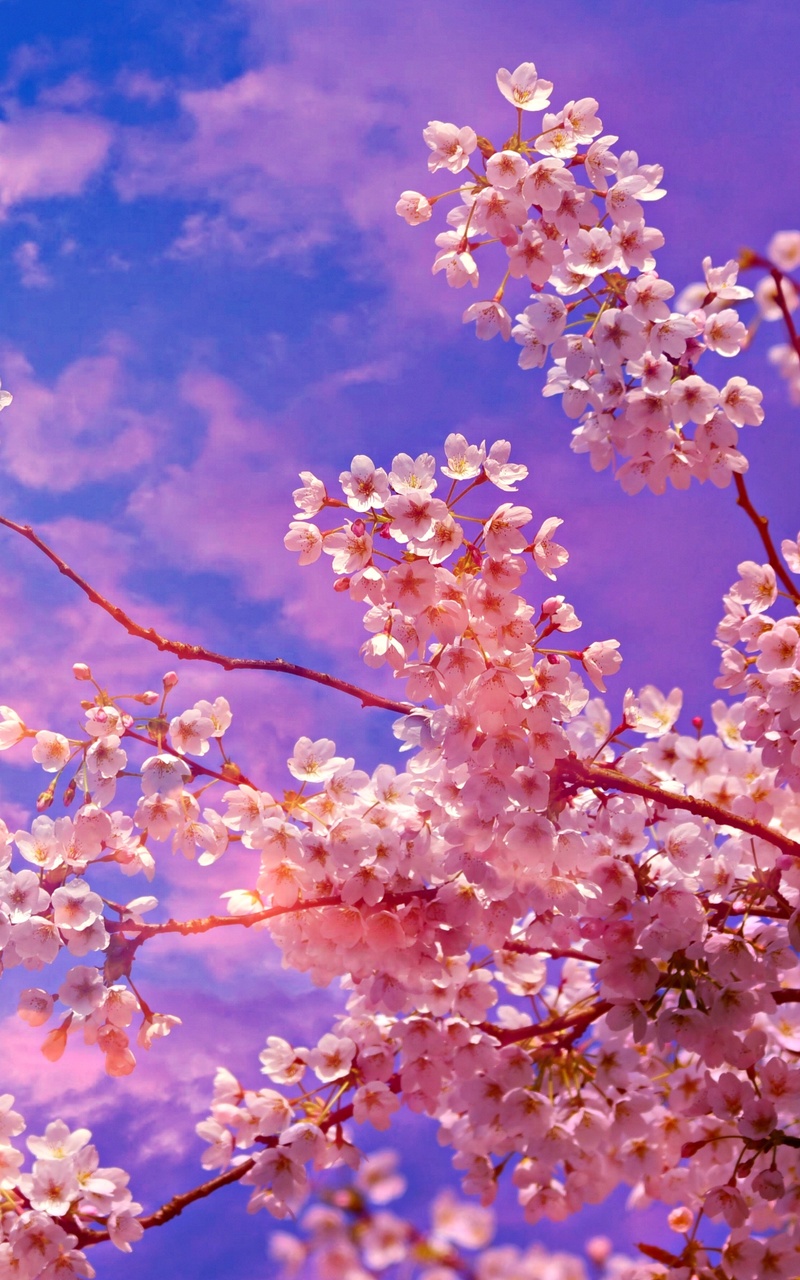 Cherry Blossom 5K Wallpapers