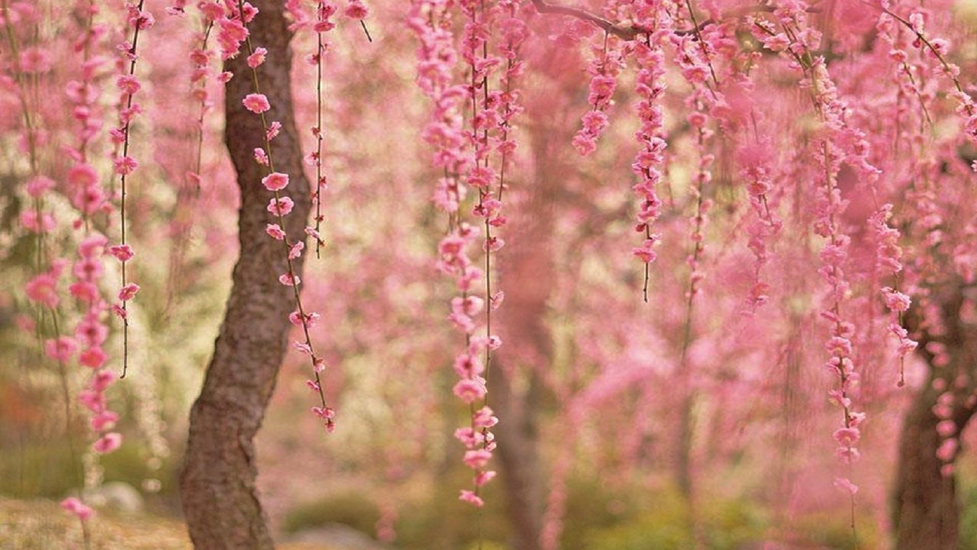 Cherry Blossom Computer Wallpapers